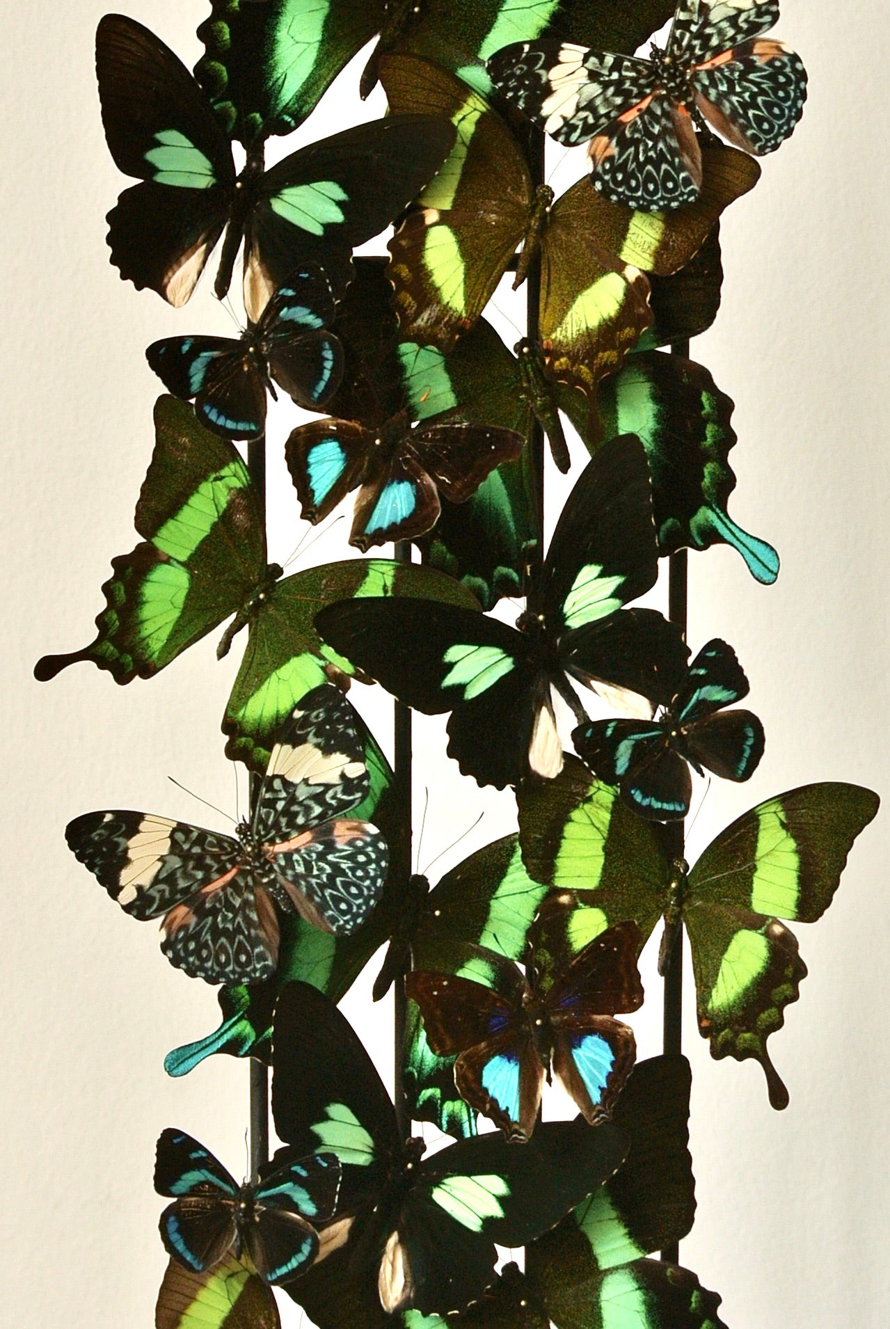Jungle Tales - UC STUDIO