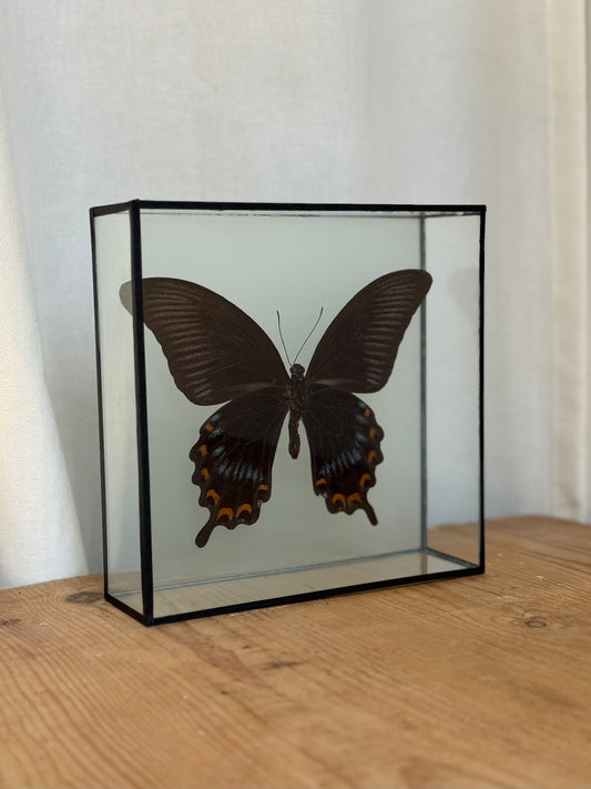 Bright Butterfly Frame - Light Blue 2 - UC STUDIO