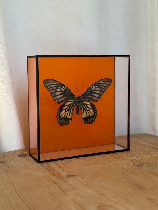 Bright Butterfly Frame - Orange - UC STUDIO