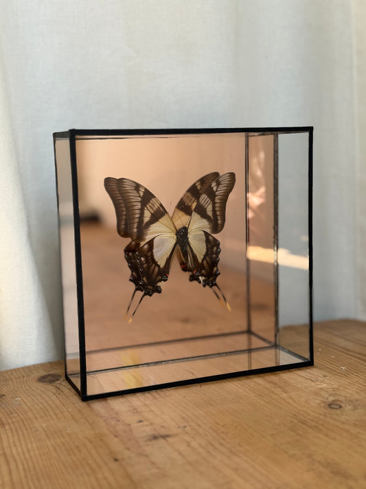 Bright Butterfly Frame - Mirror Bronze - UC STUDIO