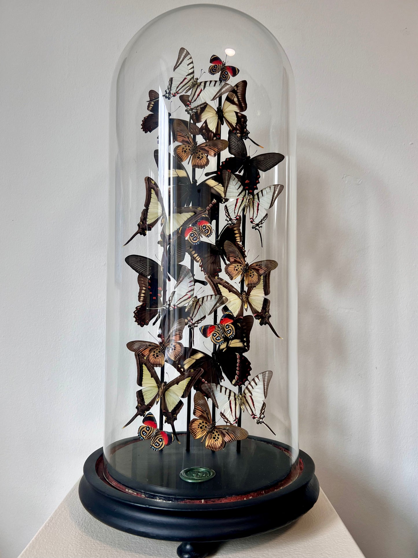 Tail Lights - UC STUDIO