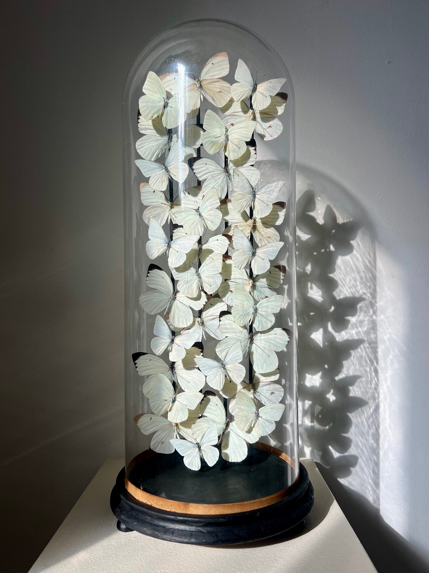 Serenity - UC STUDIO