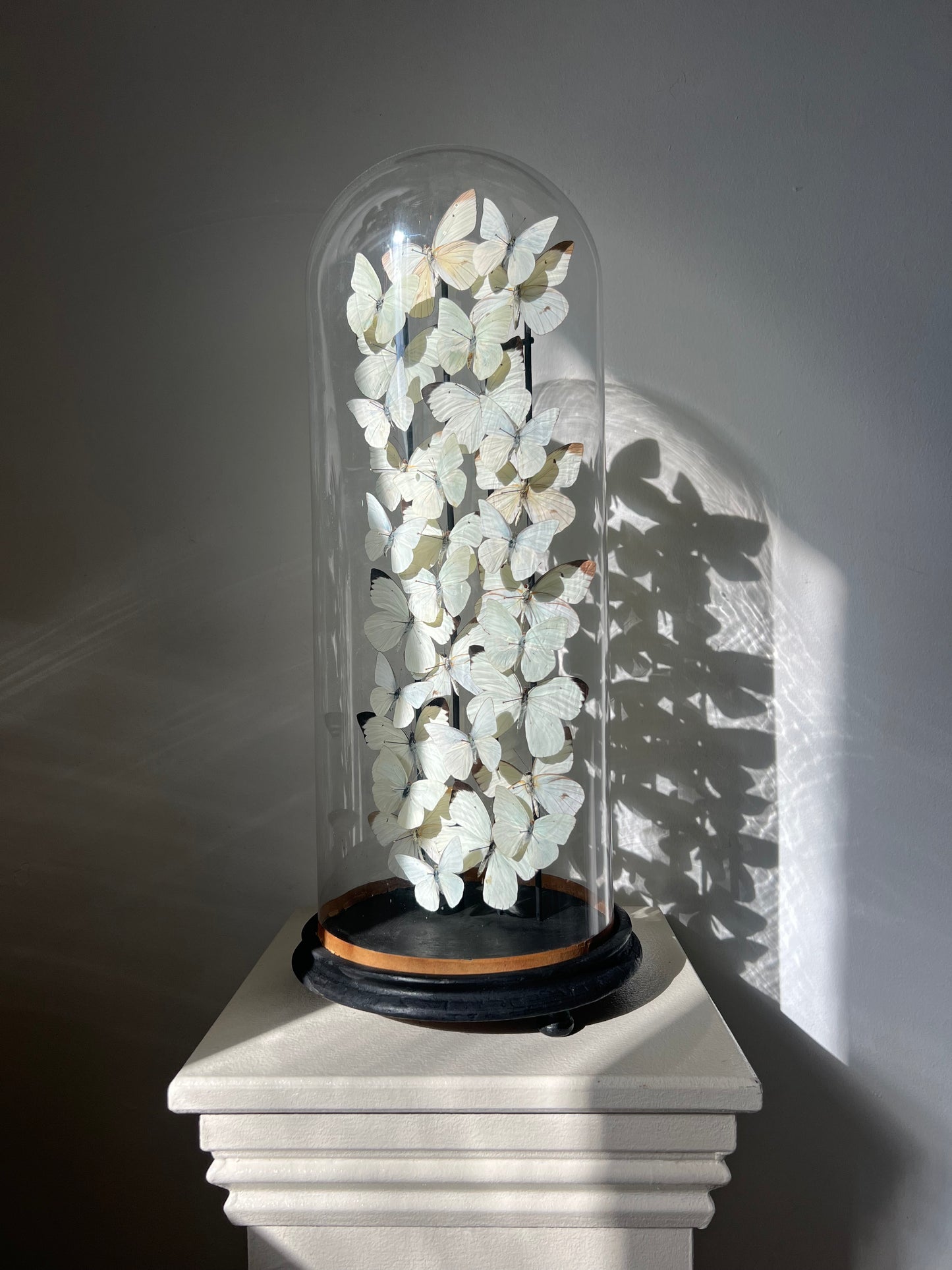 Serenity - UC STUDIO