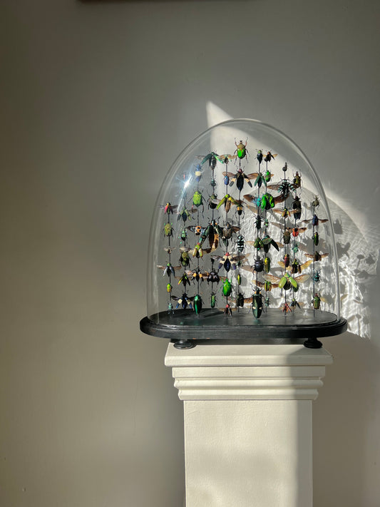 Beetle Dome - XL oval - UC STUDIO