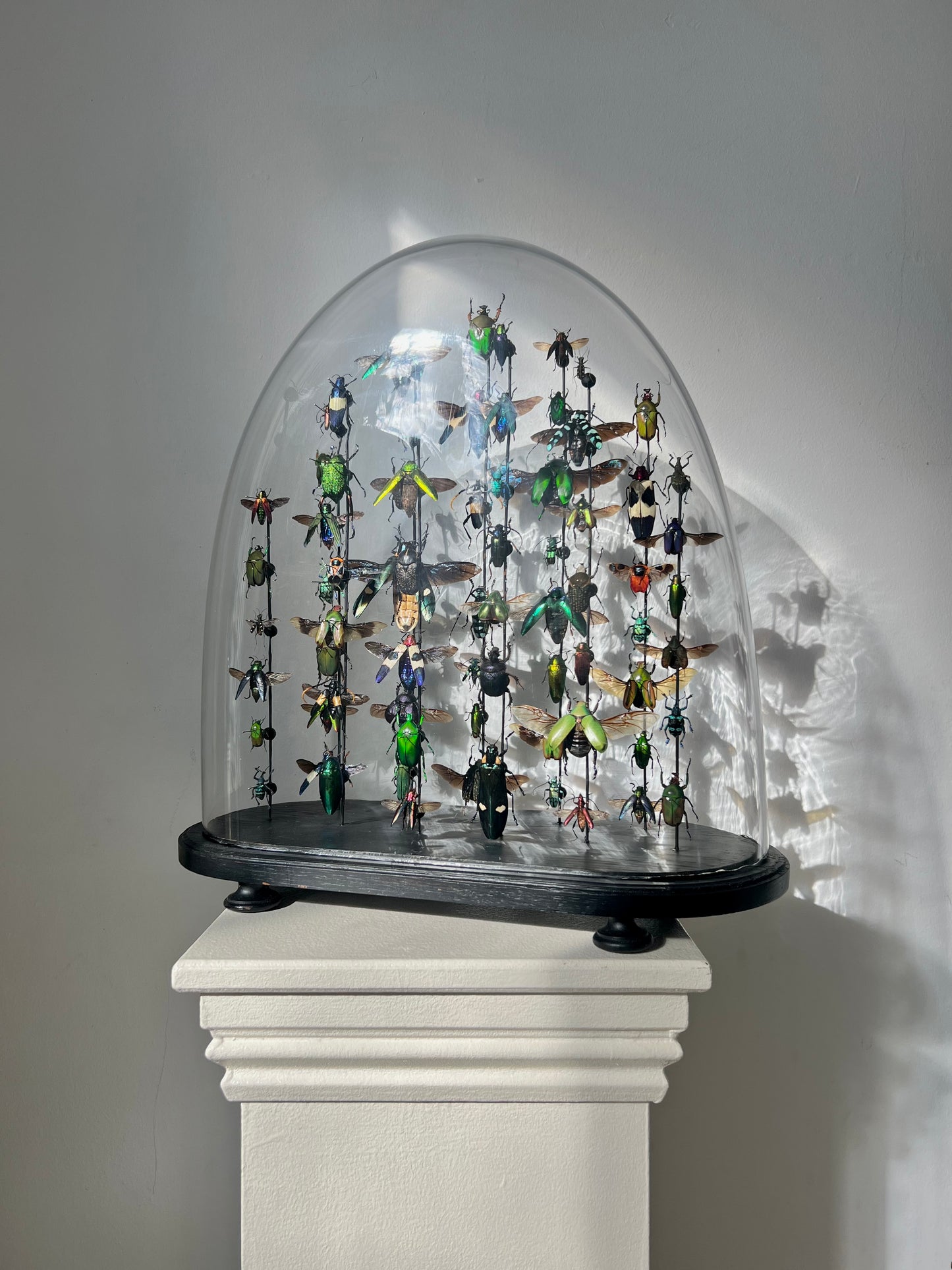 Beetle Dome - XL oval