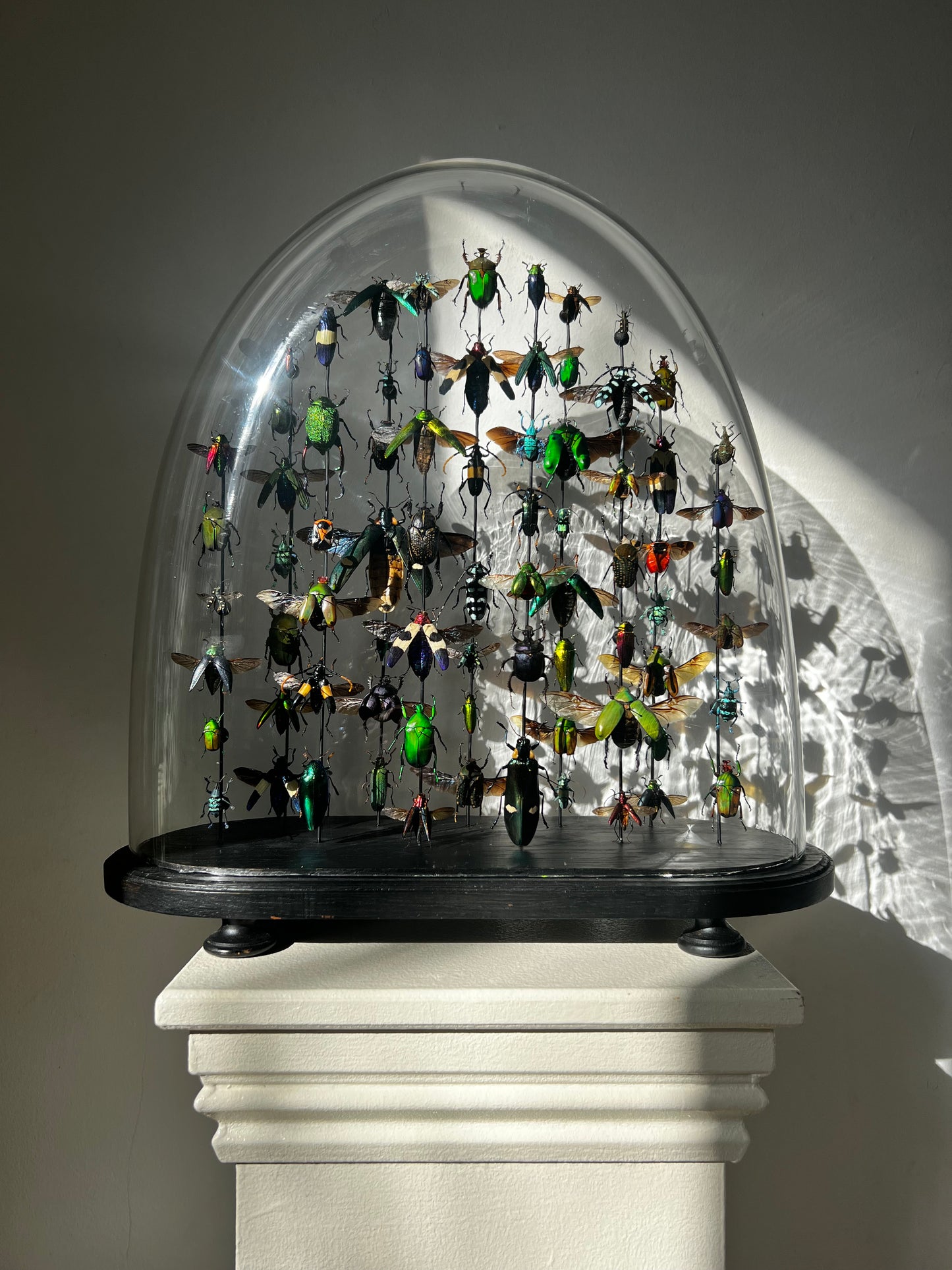 Beetle Dome - XL oval