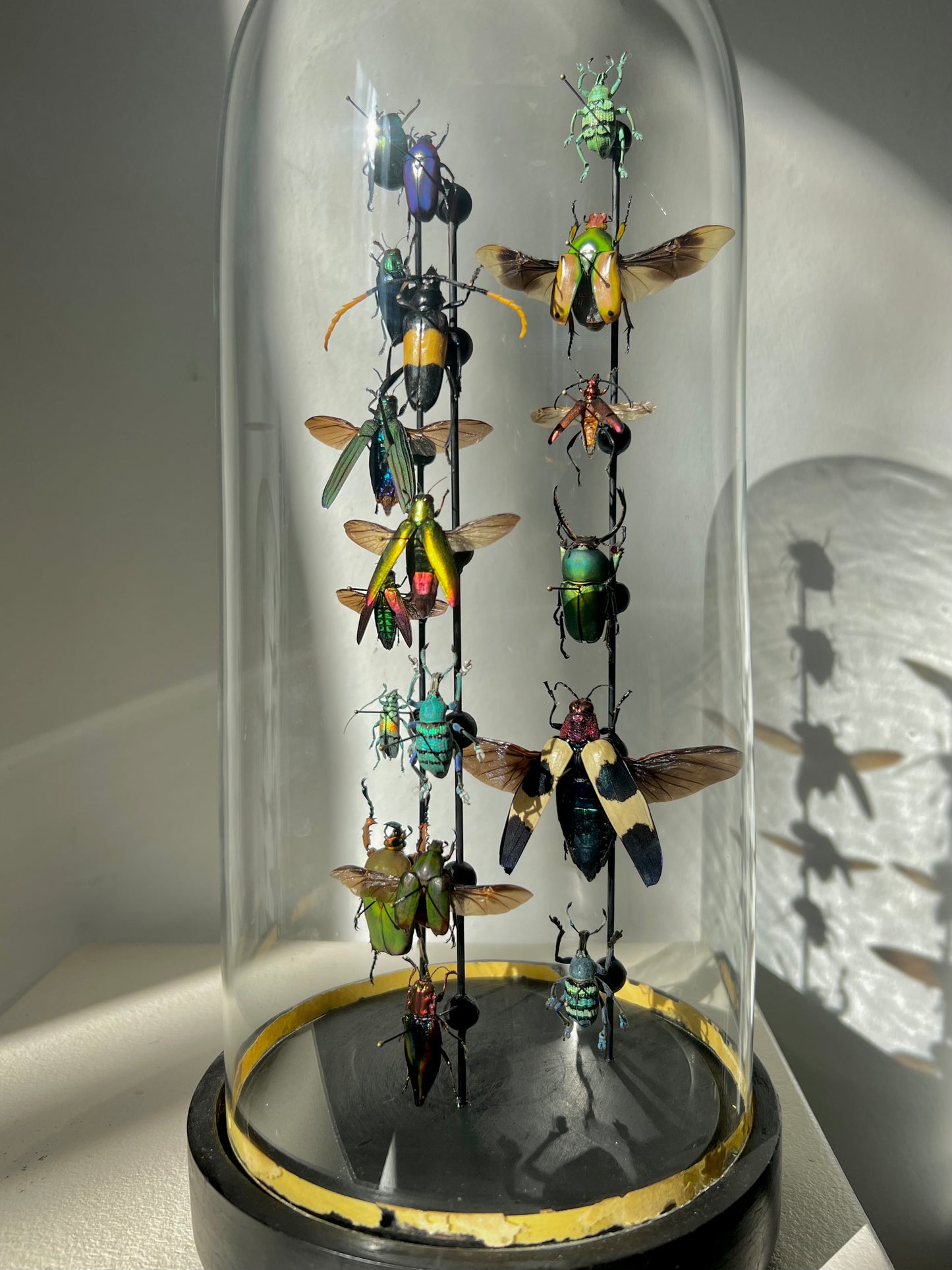 Beetle Dome - S round 1