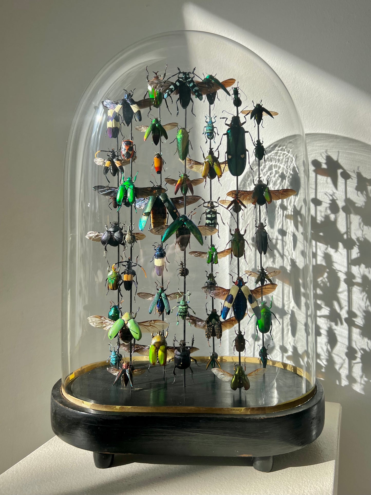 Beetle Dome - M oval