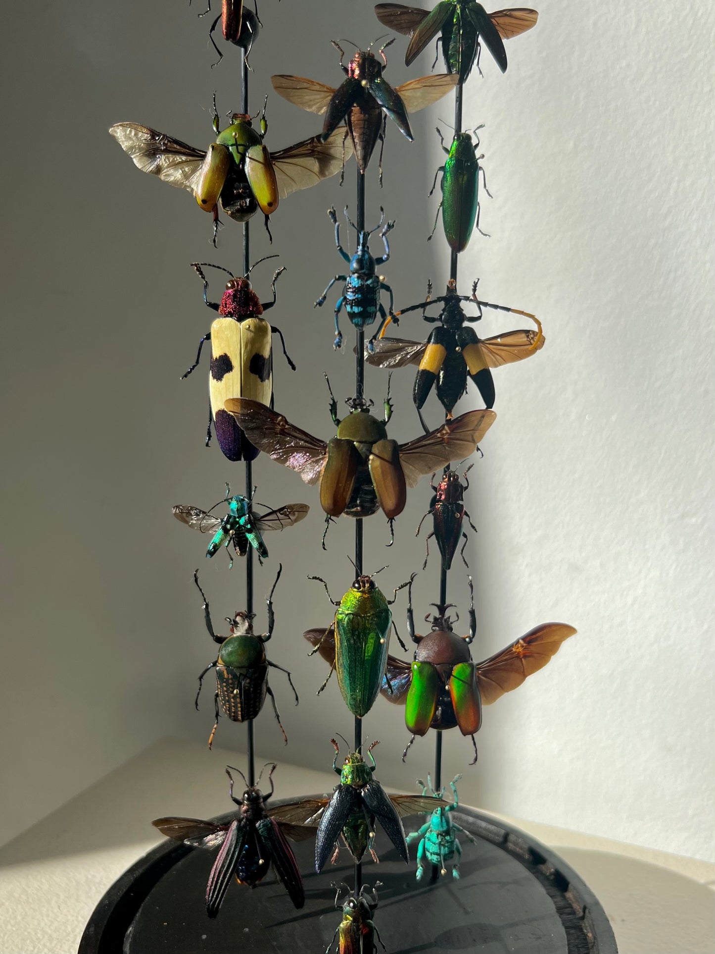 Beetle Dome - S round 2