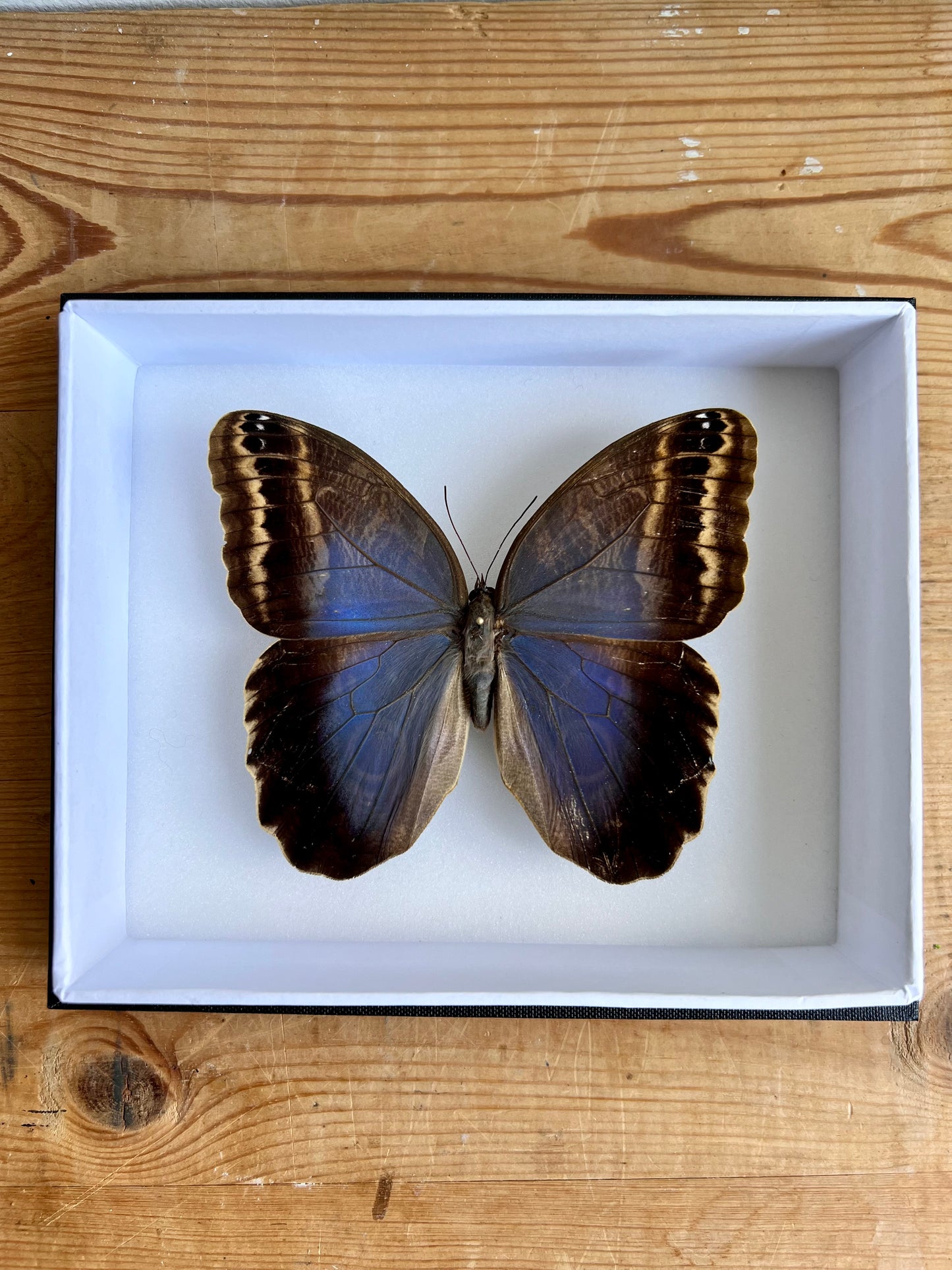 Iridescent Assembly - Edition of 5 - UC STUDIO