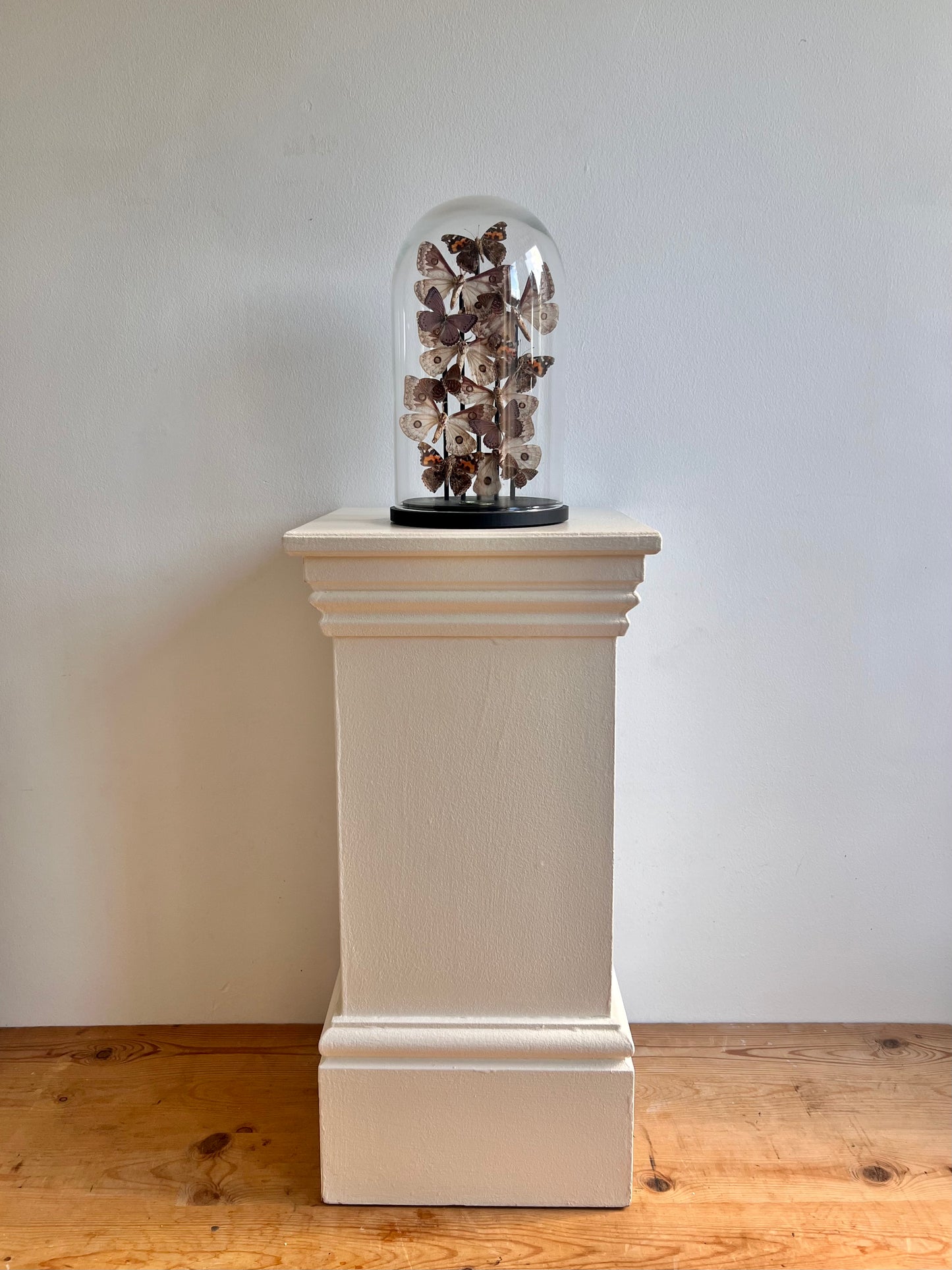 Pinker Moths - UC STUDIO