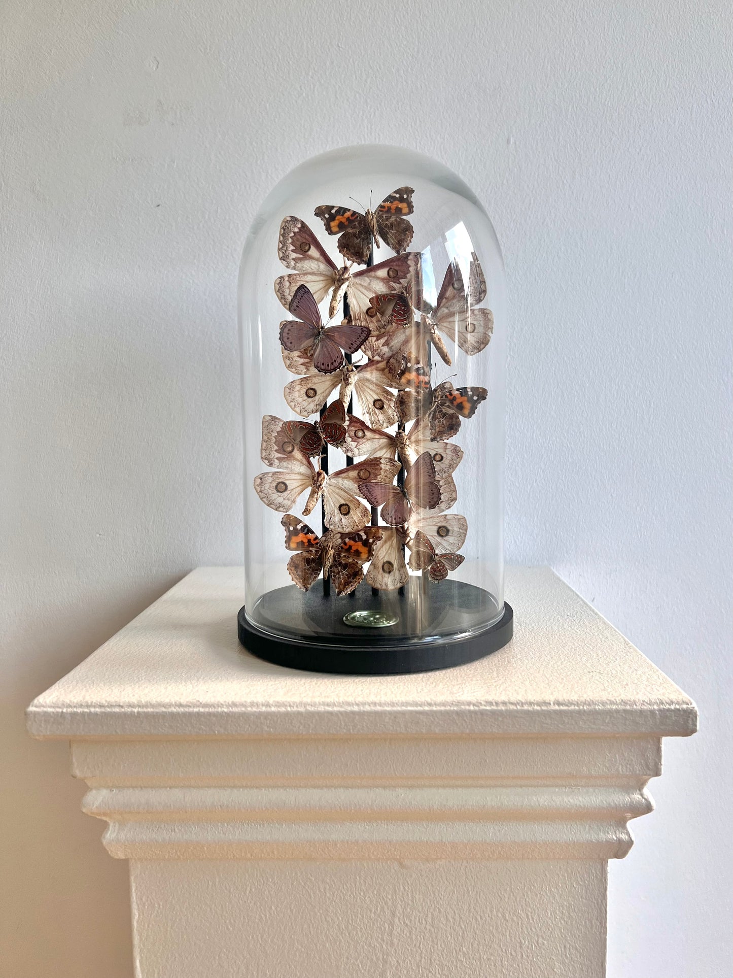 Pinker Moths - UC STUDIO