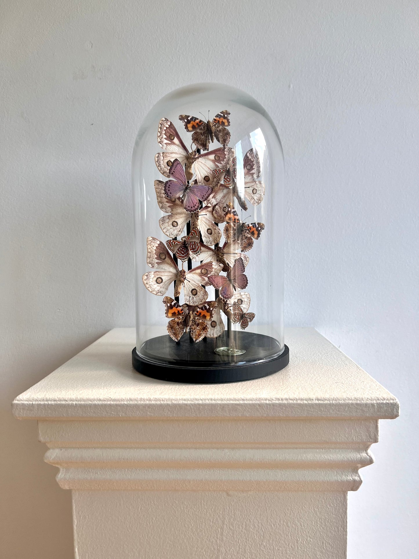 Pinker Moths - UC STUDIO