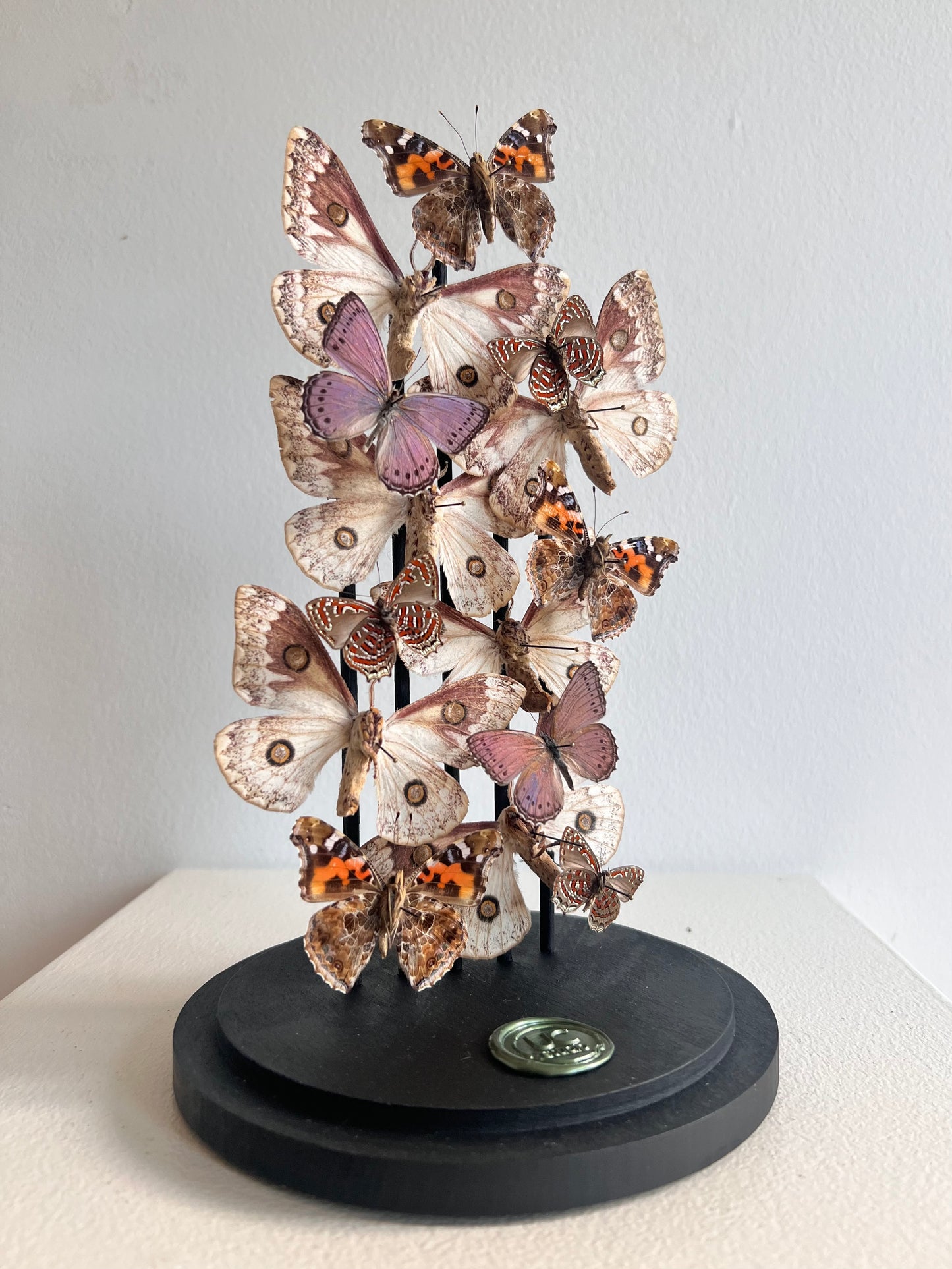 Pinker Moths - UC STUDIO