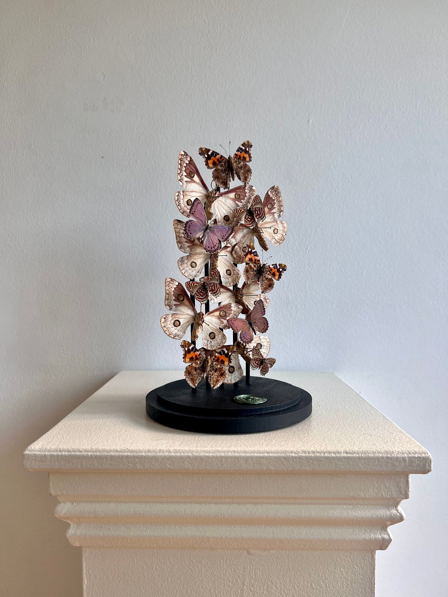 Pinker Moths - UC STUDIO