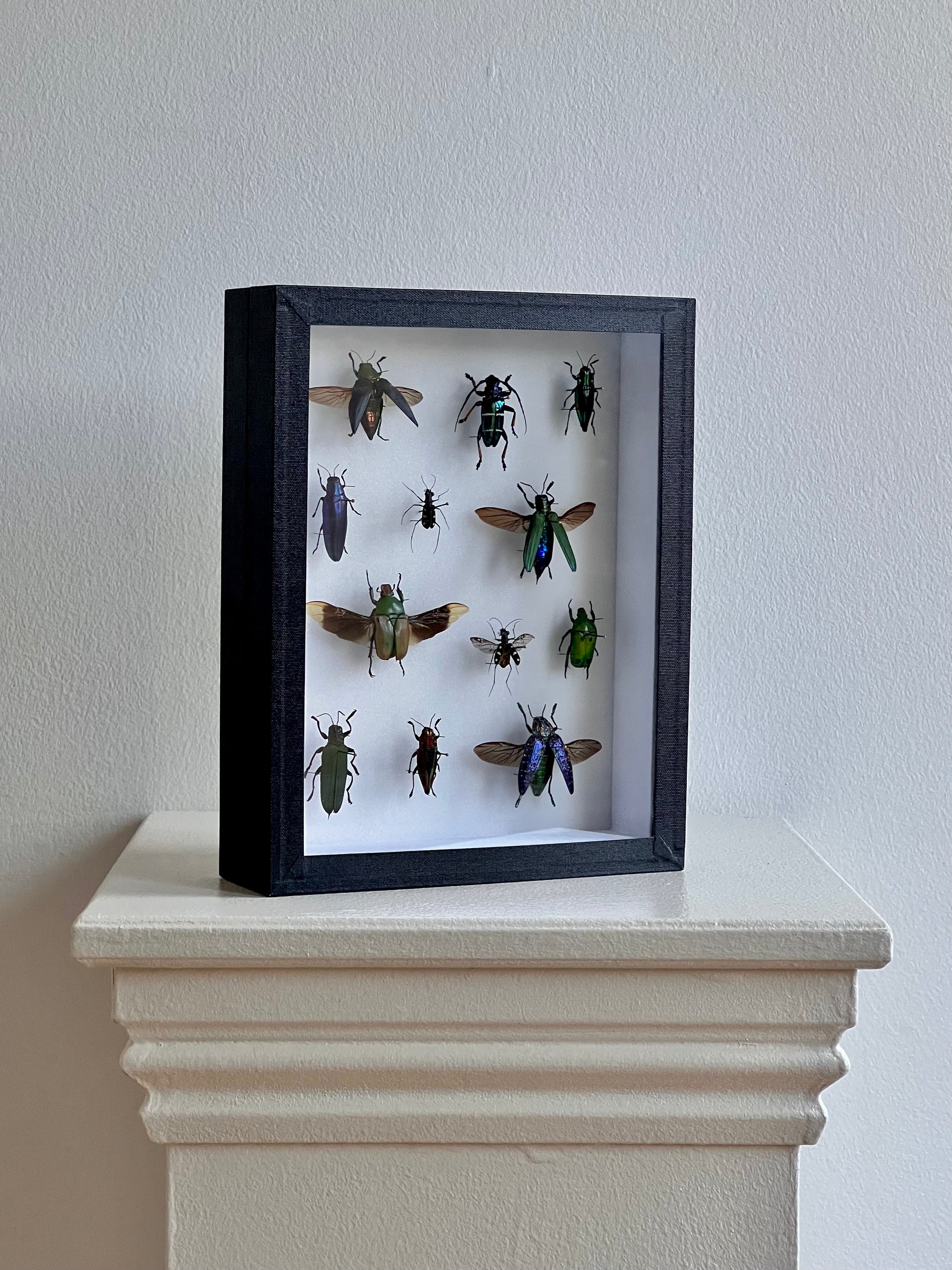 Mixed Beetle Collection Frame - UC STUDIO
