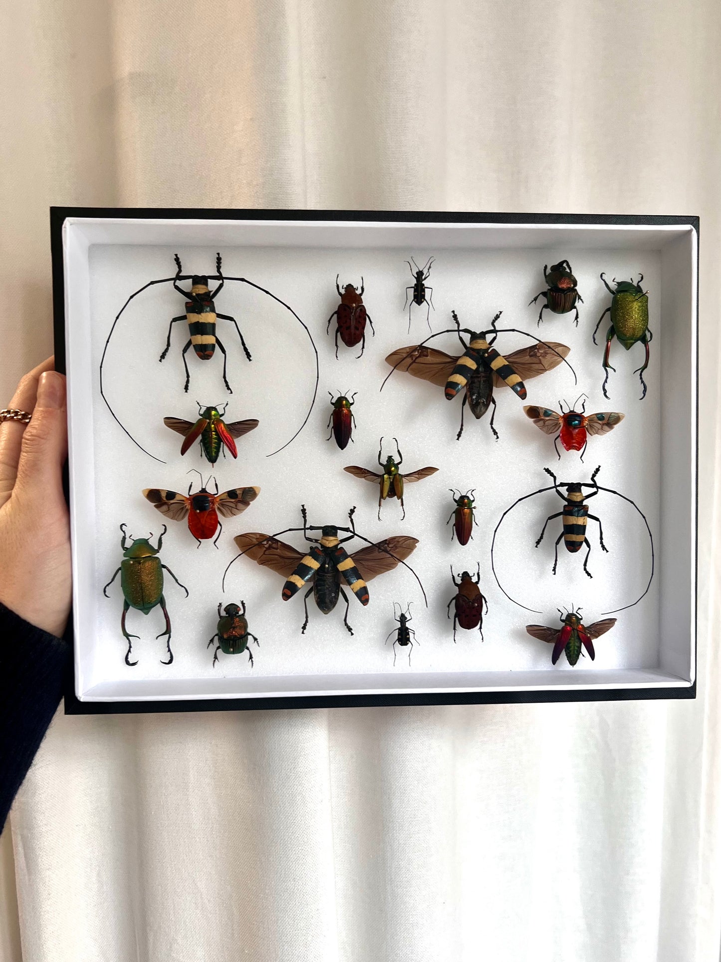 Red Beetle Collection Frame - UC STUDIO