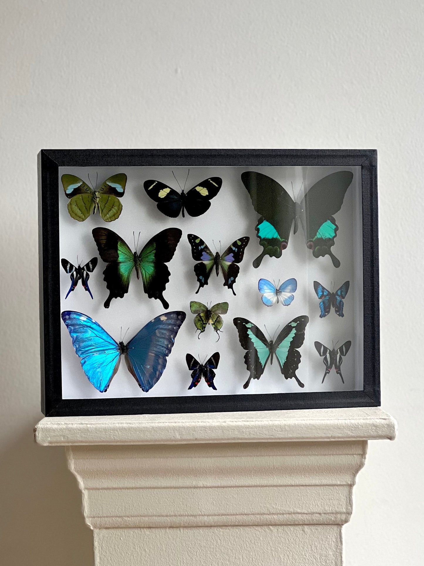 Aquamarine Butterfly Collection Frame - UC STUDIO