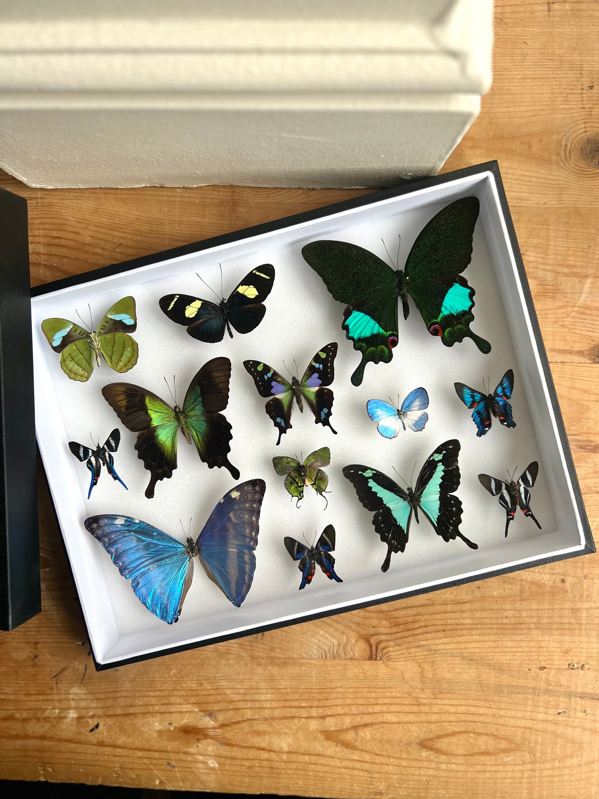 Aquamarine Butterfly Collection Frame - UC STUDIO
