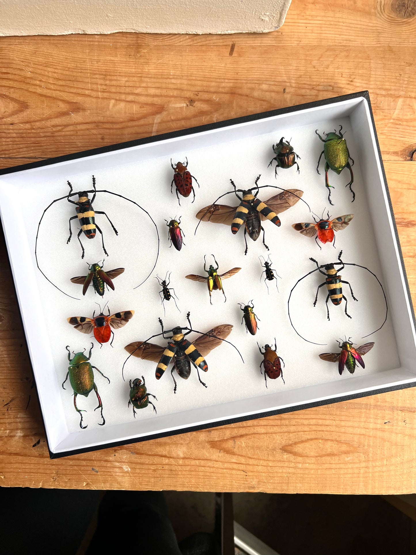 Red Beetle Collection Frame - UC STUDIO