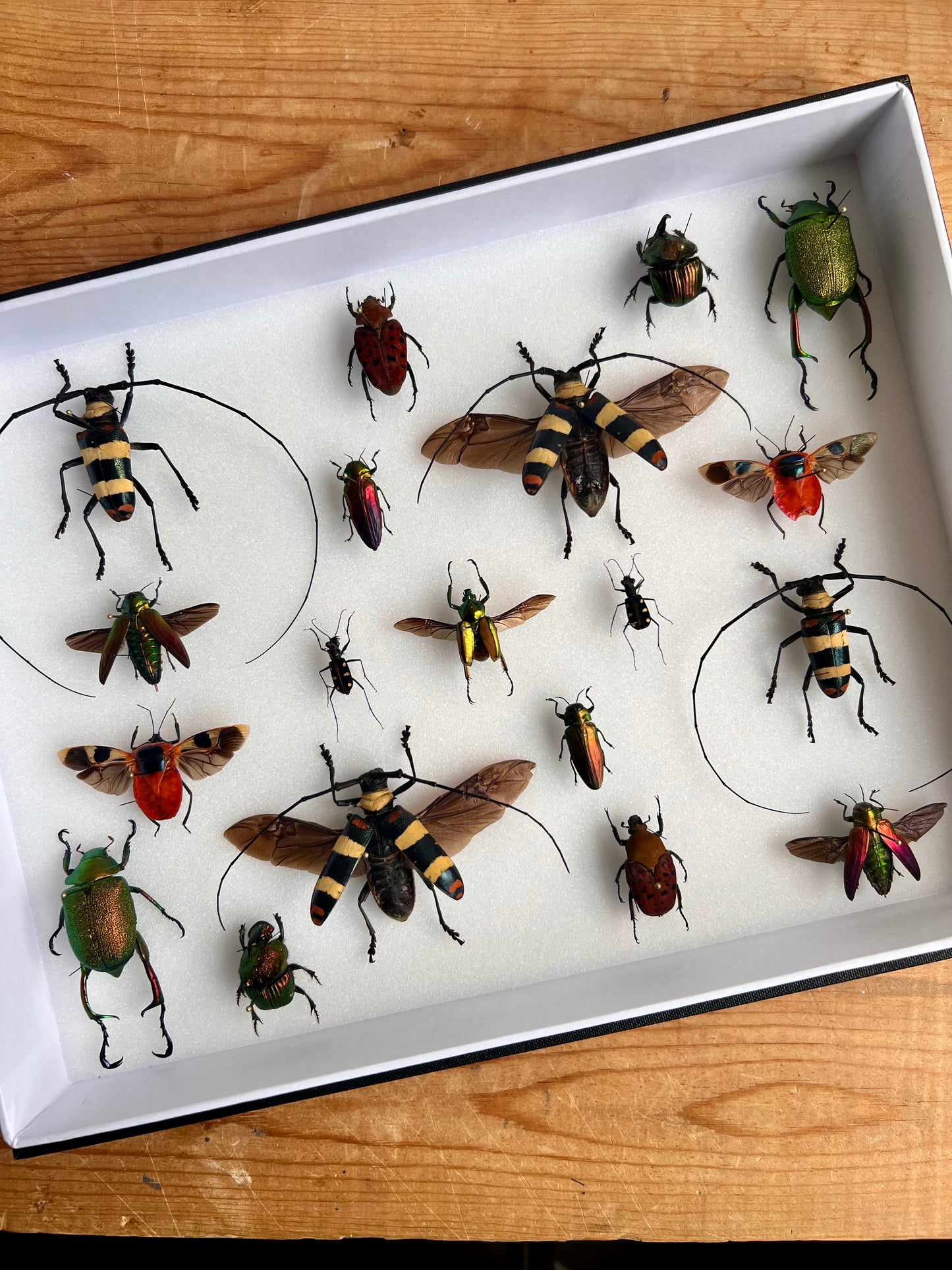 Red Beetle Collection Frame - UC STUDIO