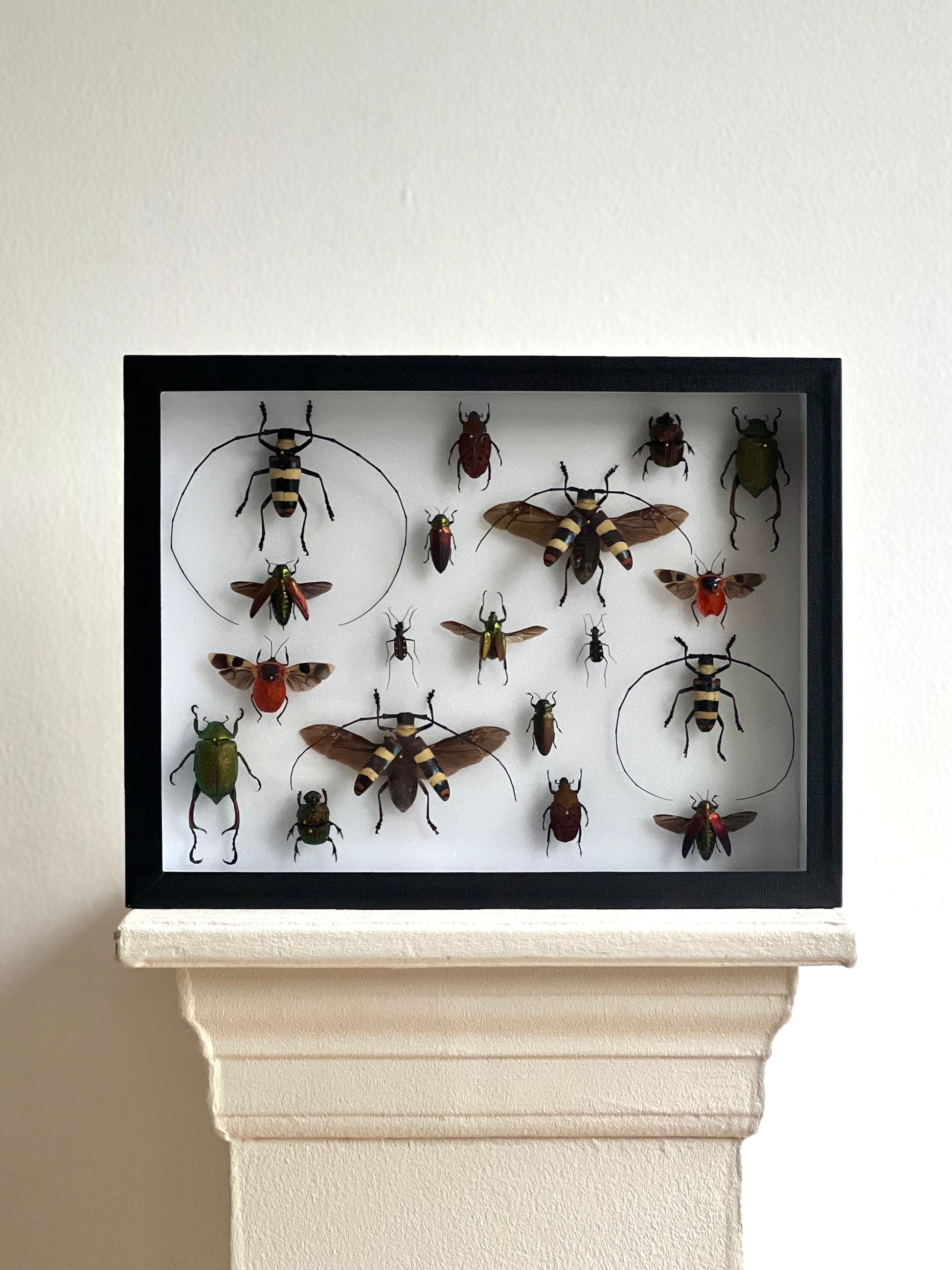 Red Beetle Collection Frame - UC STUDIO