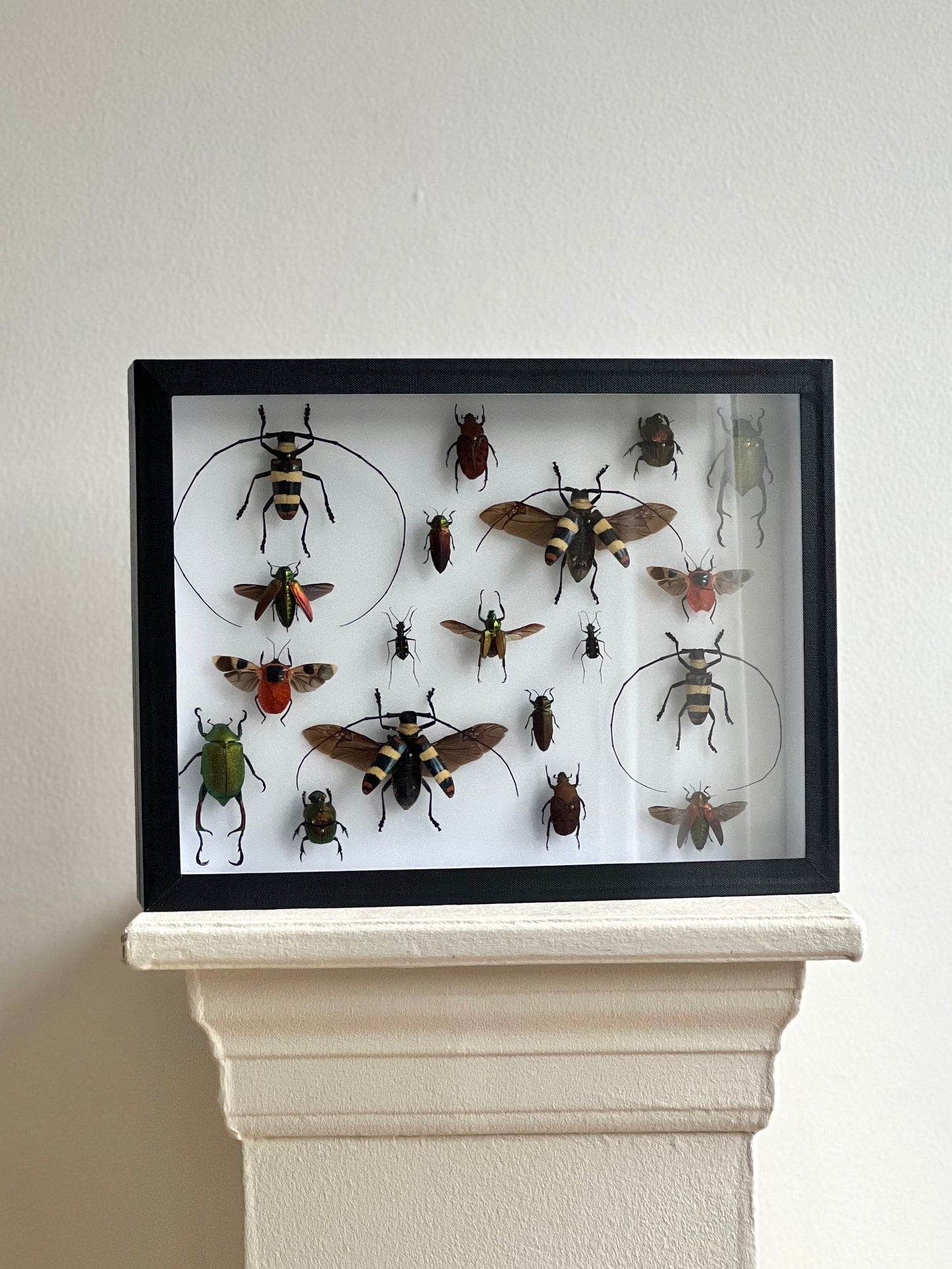 Red Beetle Collection Frame - UC STUDIO