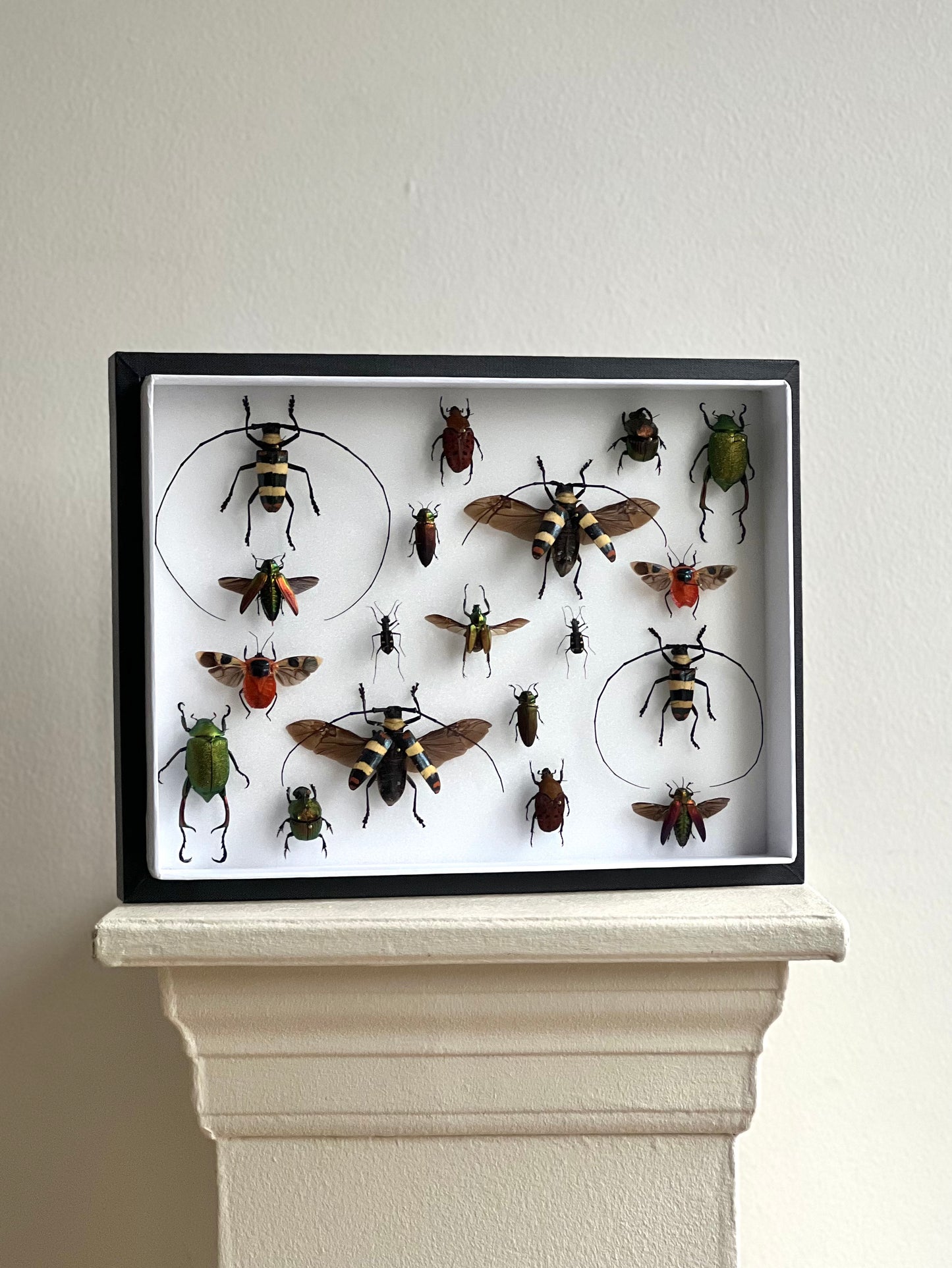 Red Beetle Collection Frame - UC STUDIO
