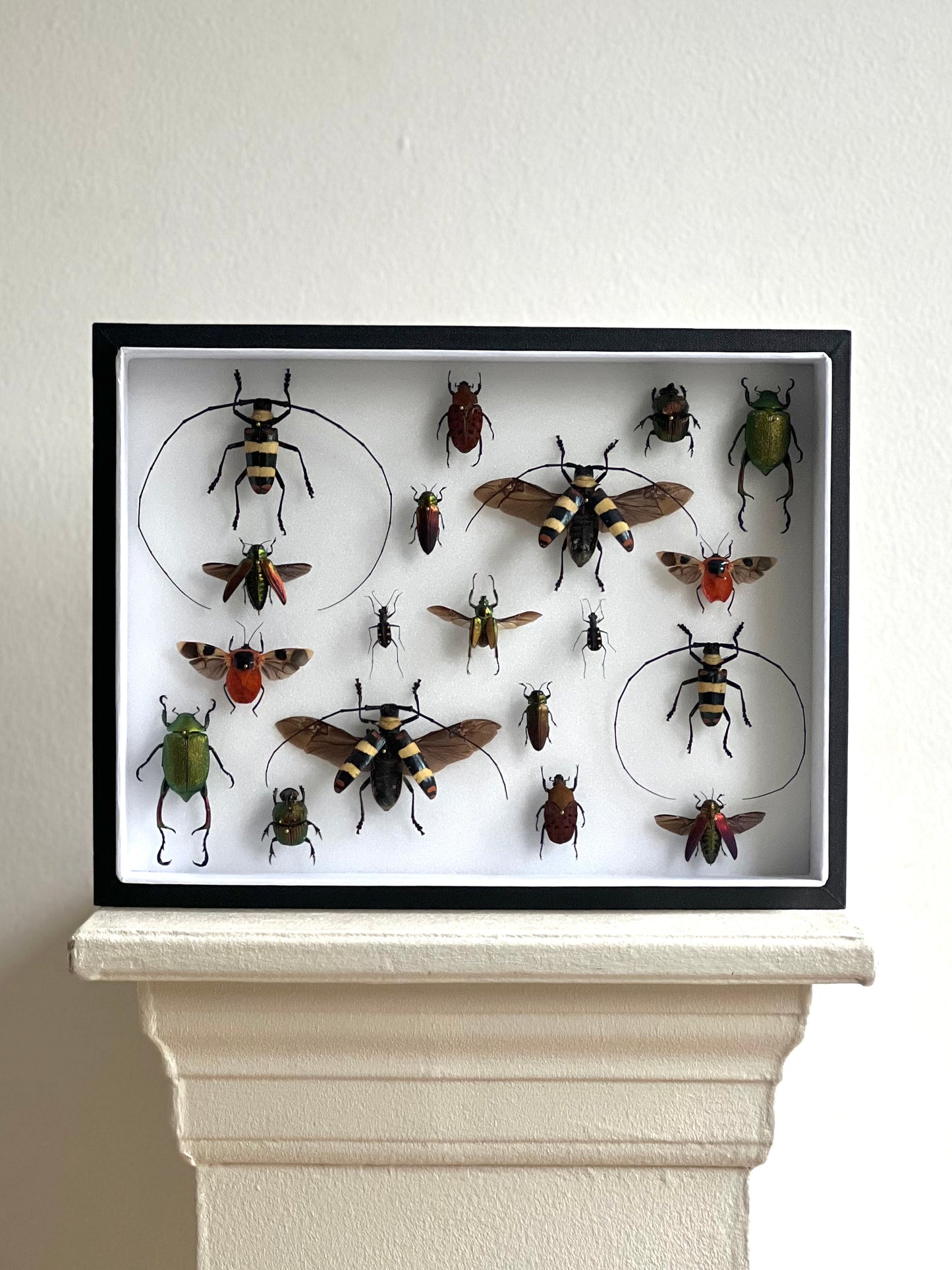 Red Beetle Collection Frame - UC STUDIO