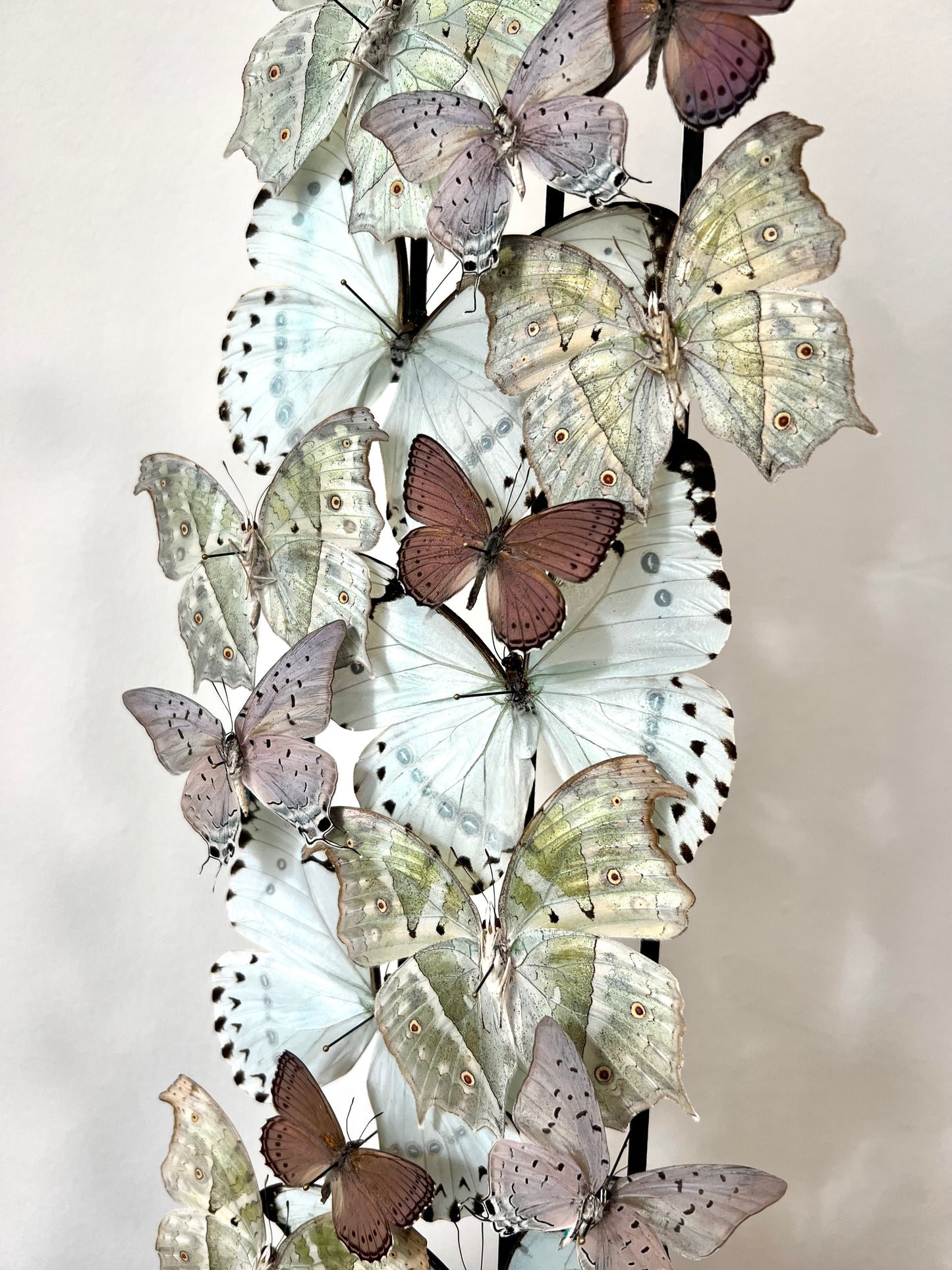 Iridescent Lilacs - UC STUDIO
