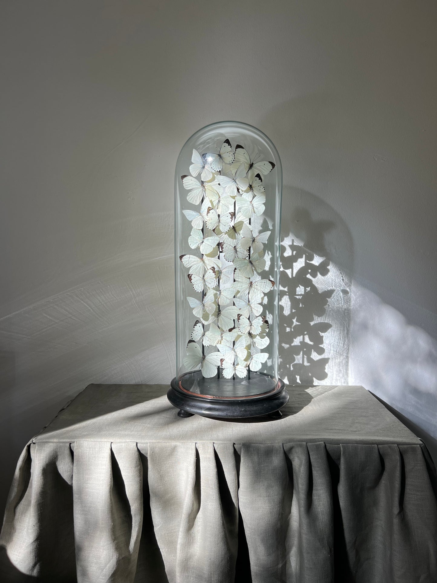 Snow Whites - UC STUDIO