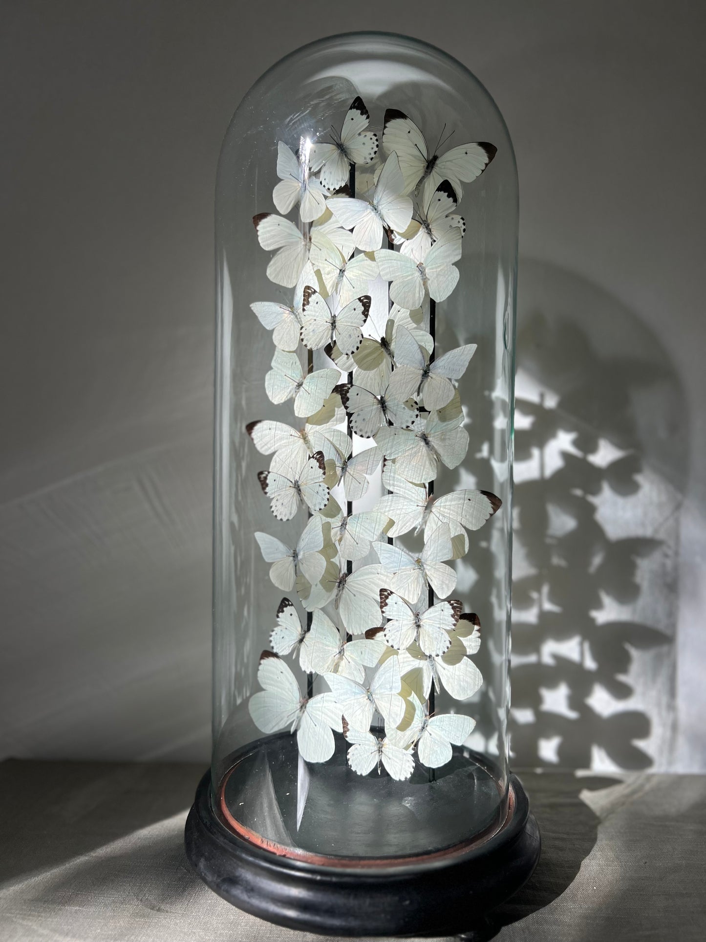 Snow Whites - UC STUDIO