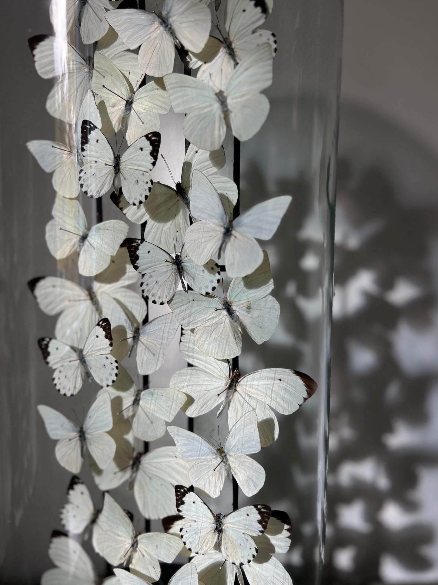 Snow Whites - UC STUDIO