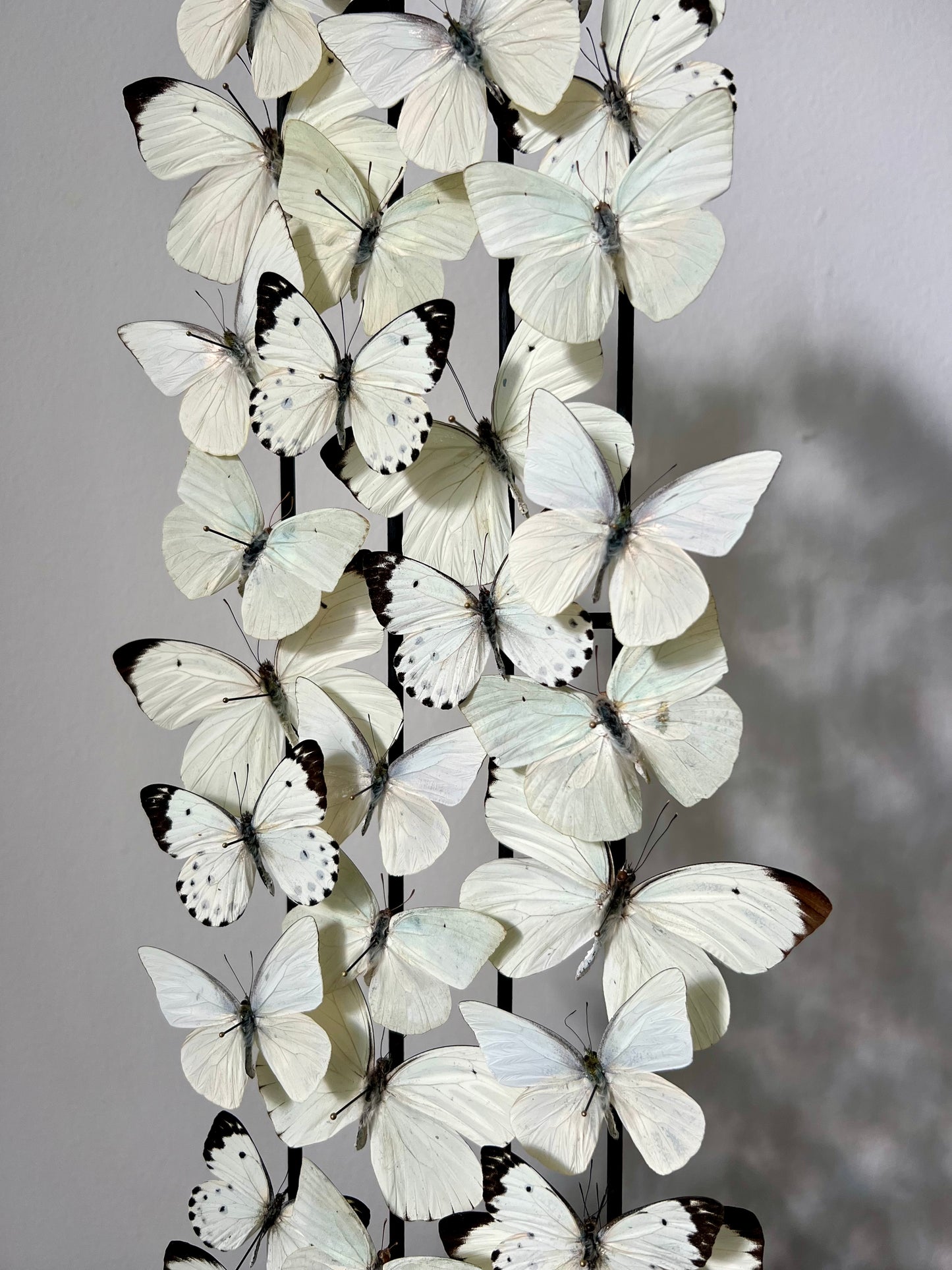 Snow Whites - UC STUDIO