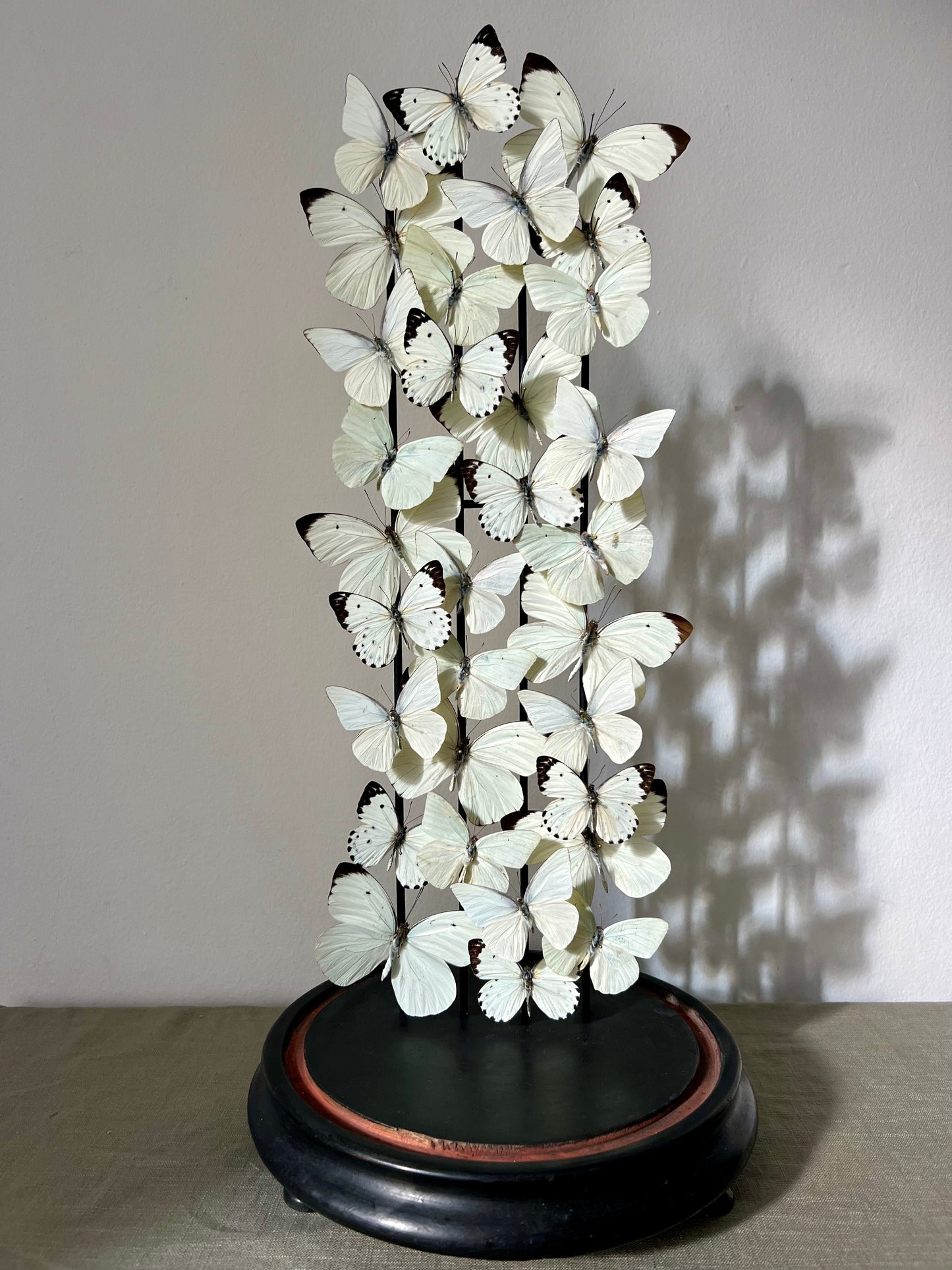 Snow Whites - UC STUDIO