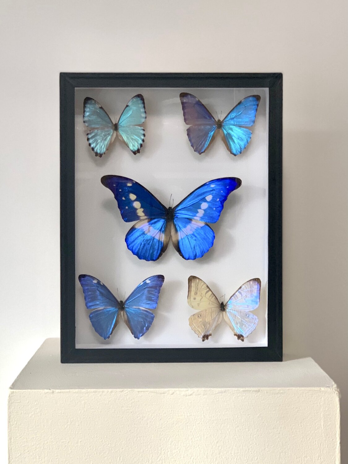 Blue Lilacs - UC STUDIO