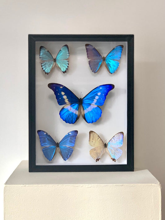 Blue Lilacs - UC STUDIO