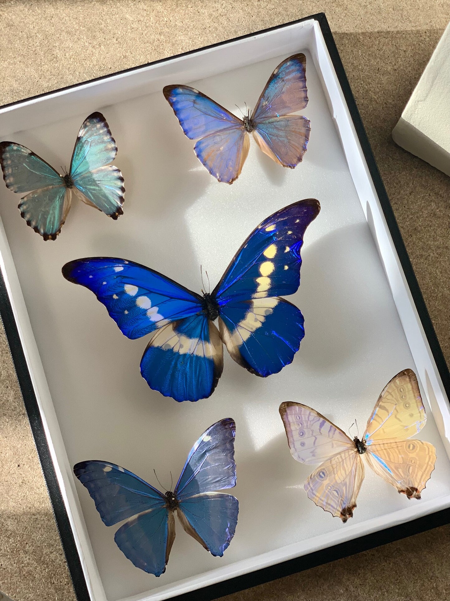 Blue Lilacs - UC STUDIO
