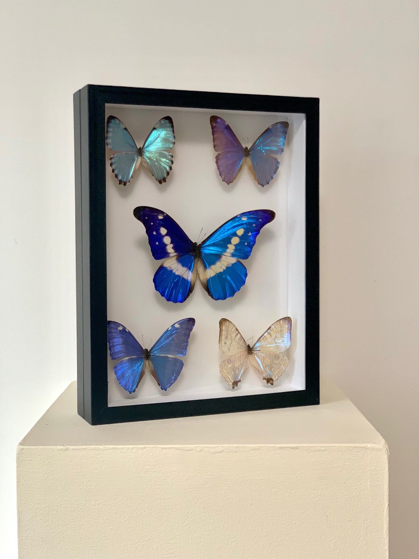 Blue Lilacs - UC STUDIO