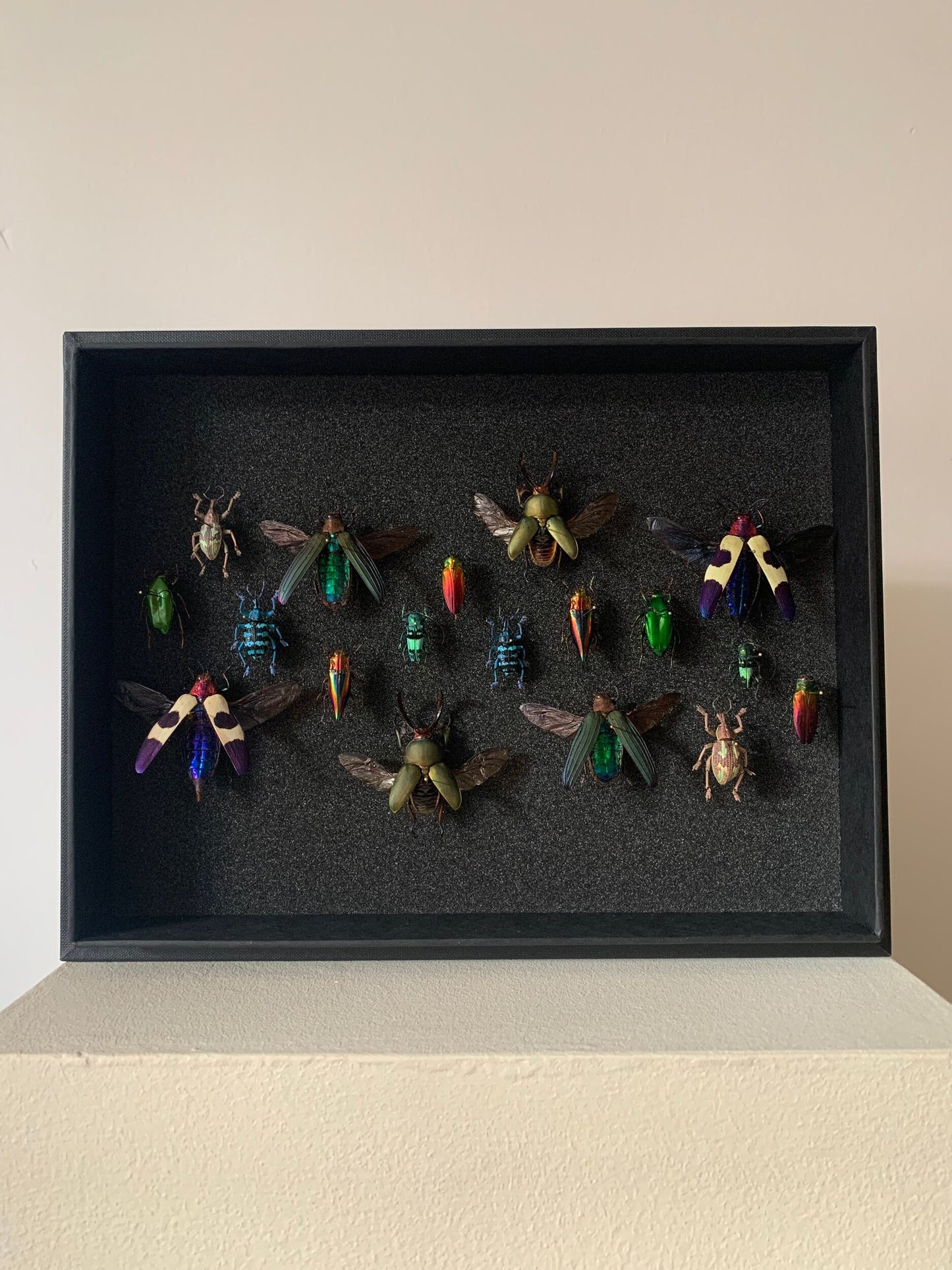 Rainbow Beetles - UC STUDIO