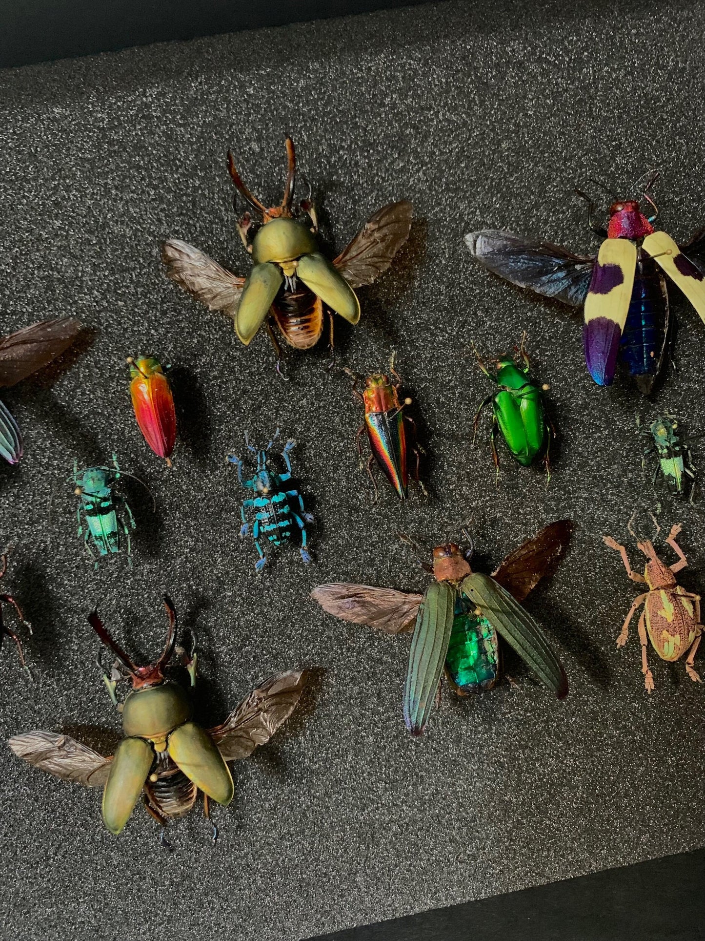 Rainbow Beetles - UC STUDIO