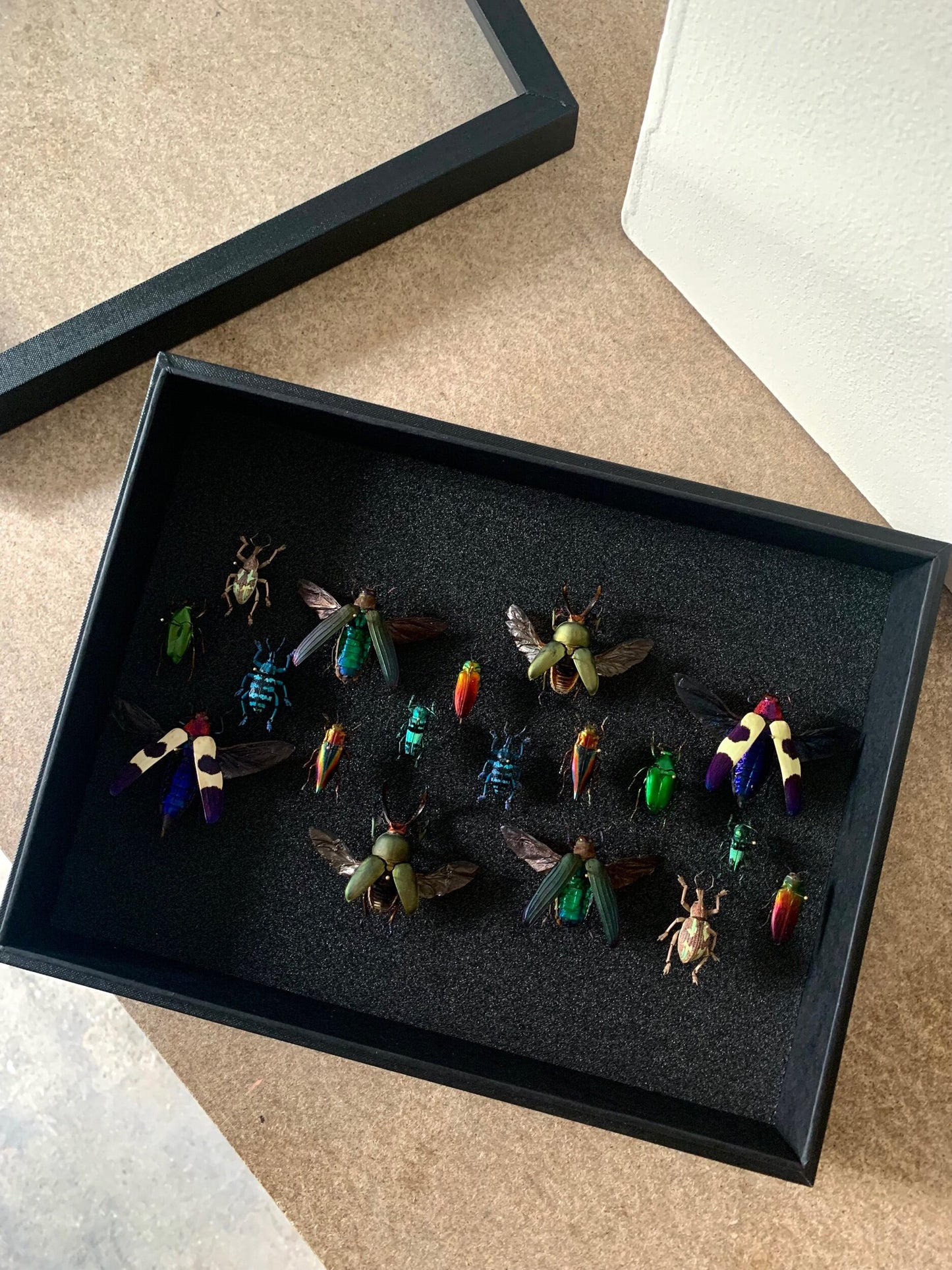 Rainbow Beetles - UC STUDIO