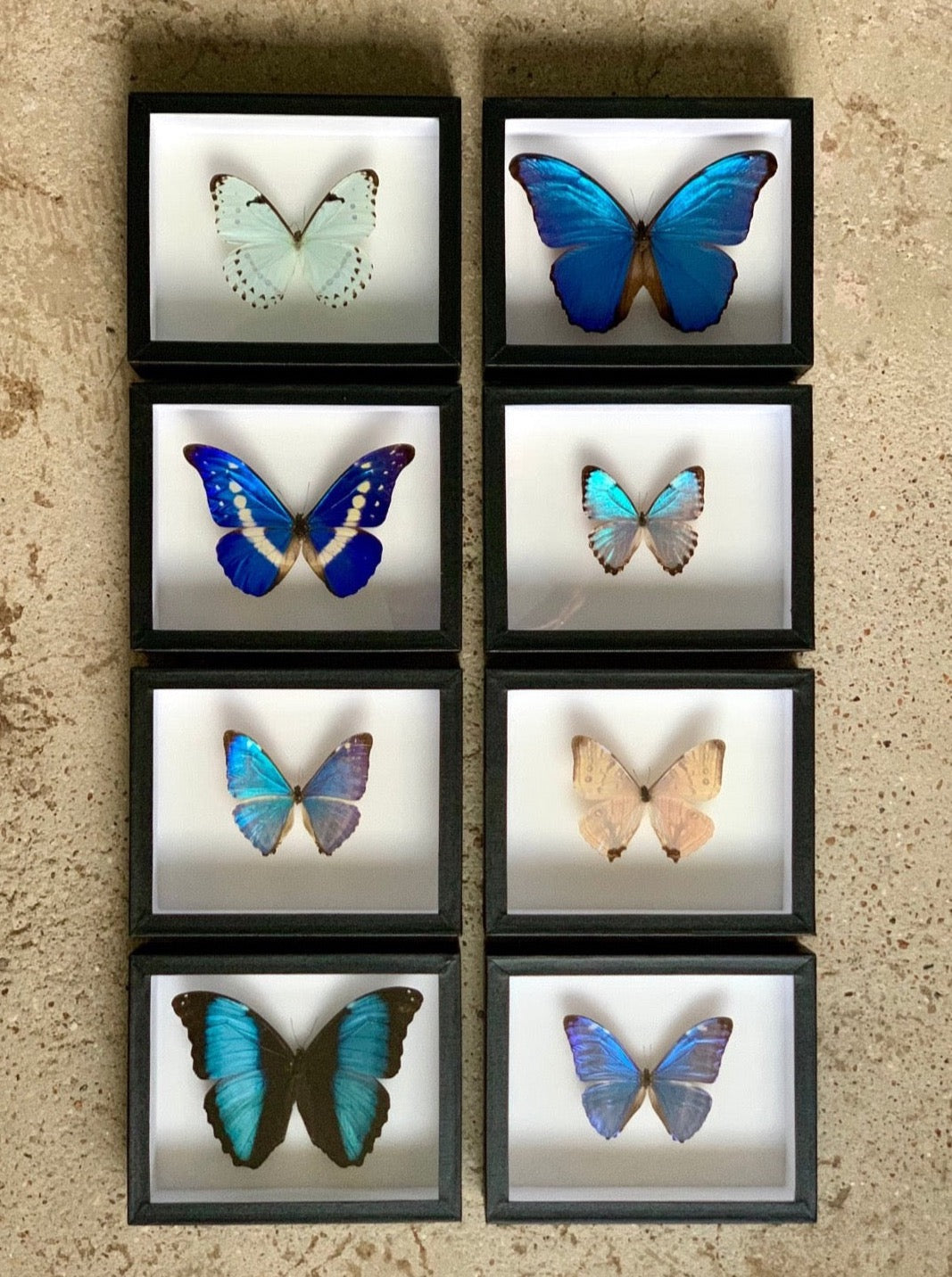 Morpho Series - UC STUDIO