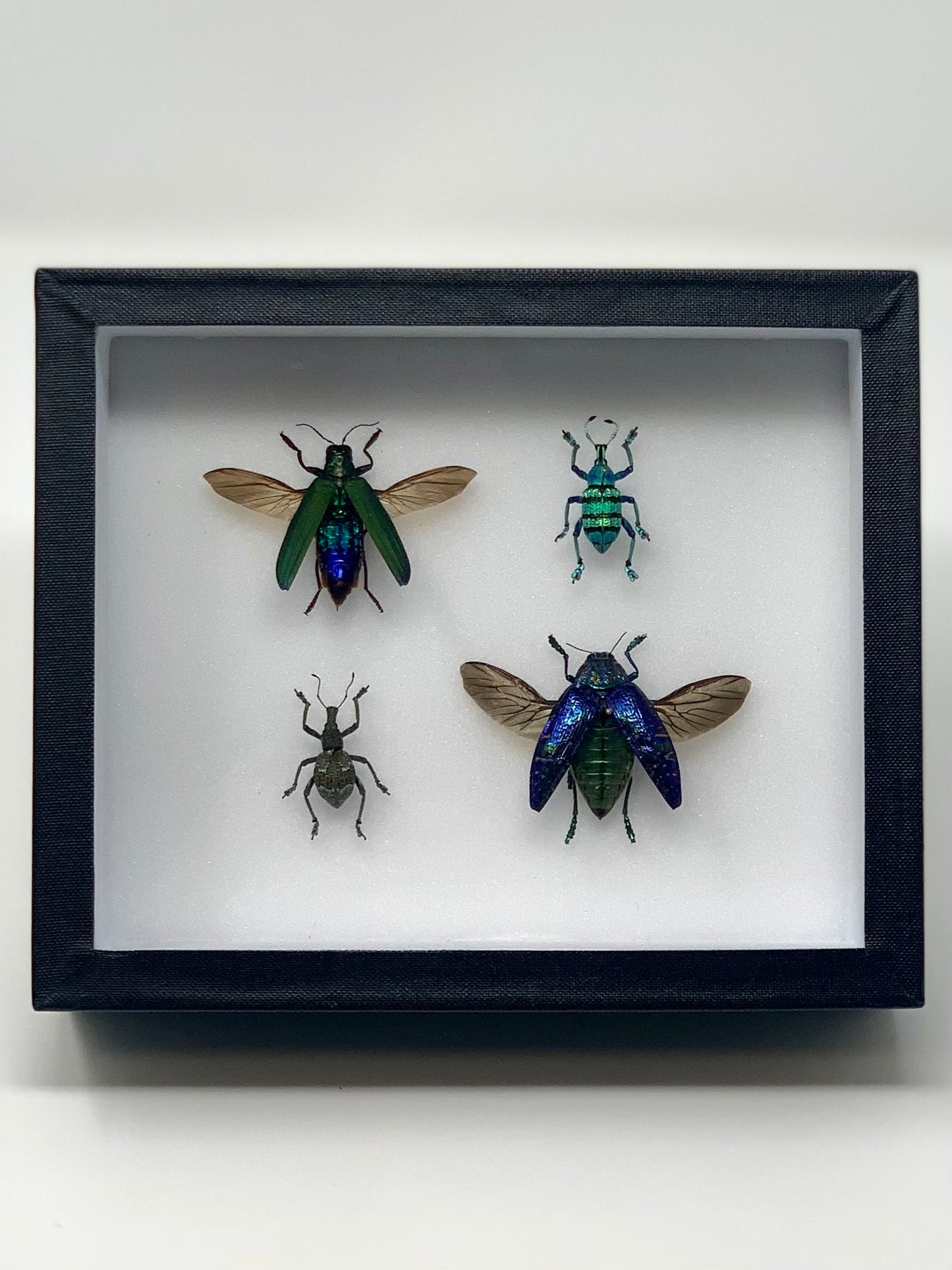 Green-Blue Insect Assembly - UC STUDIO