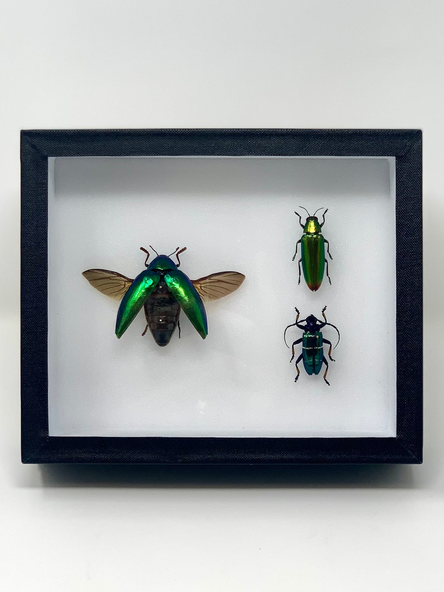 Green-Blue Insect Assembly - UC STUDIO