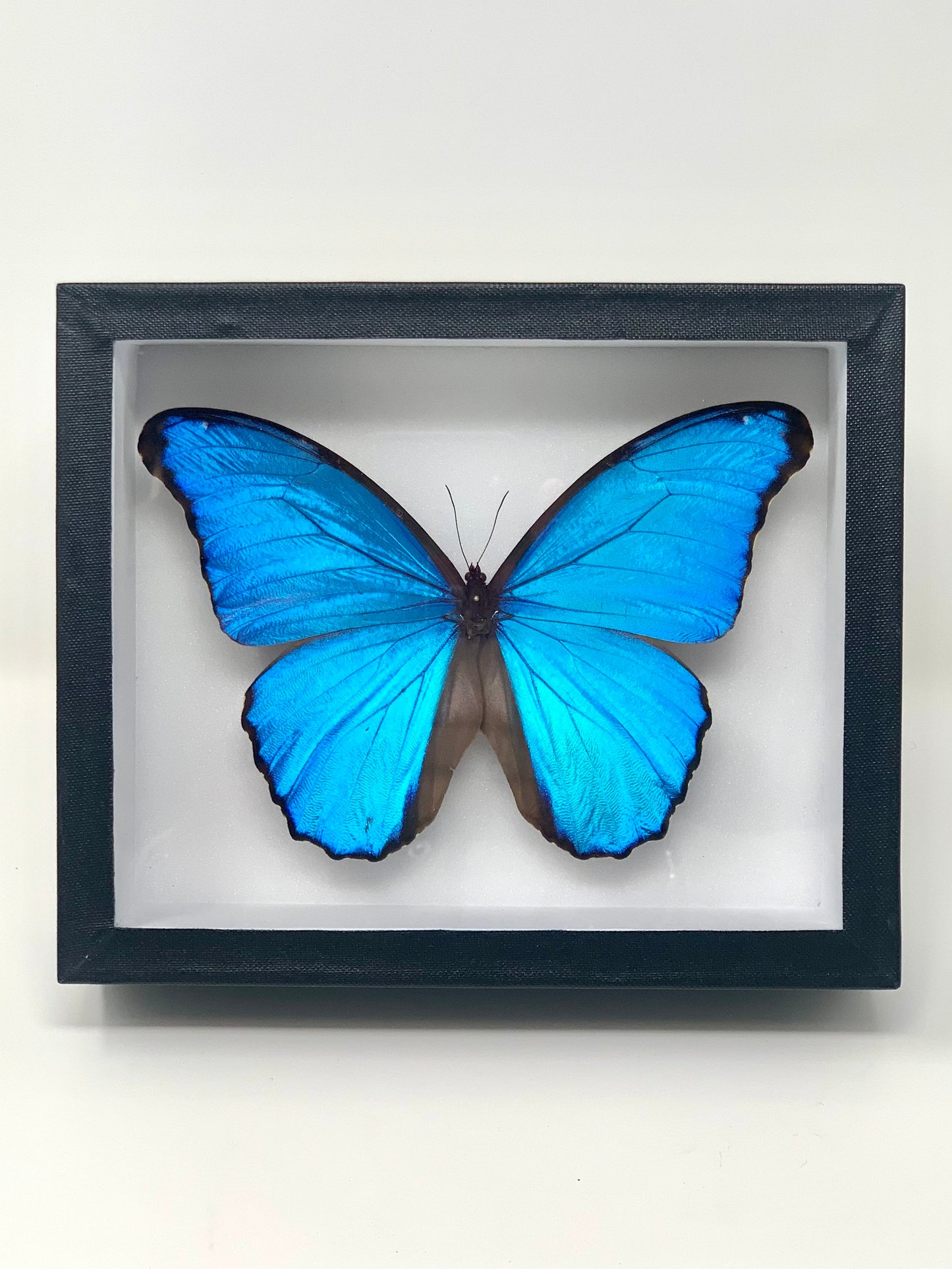 Morpho Series - UC STUDIO