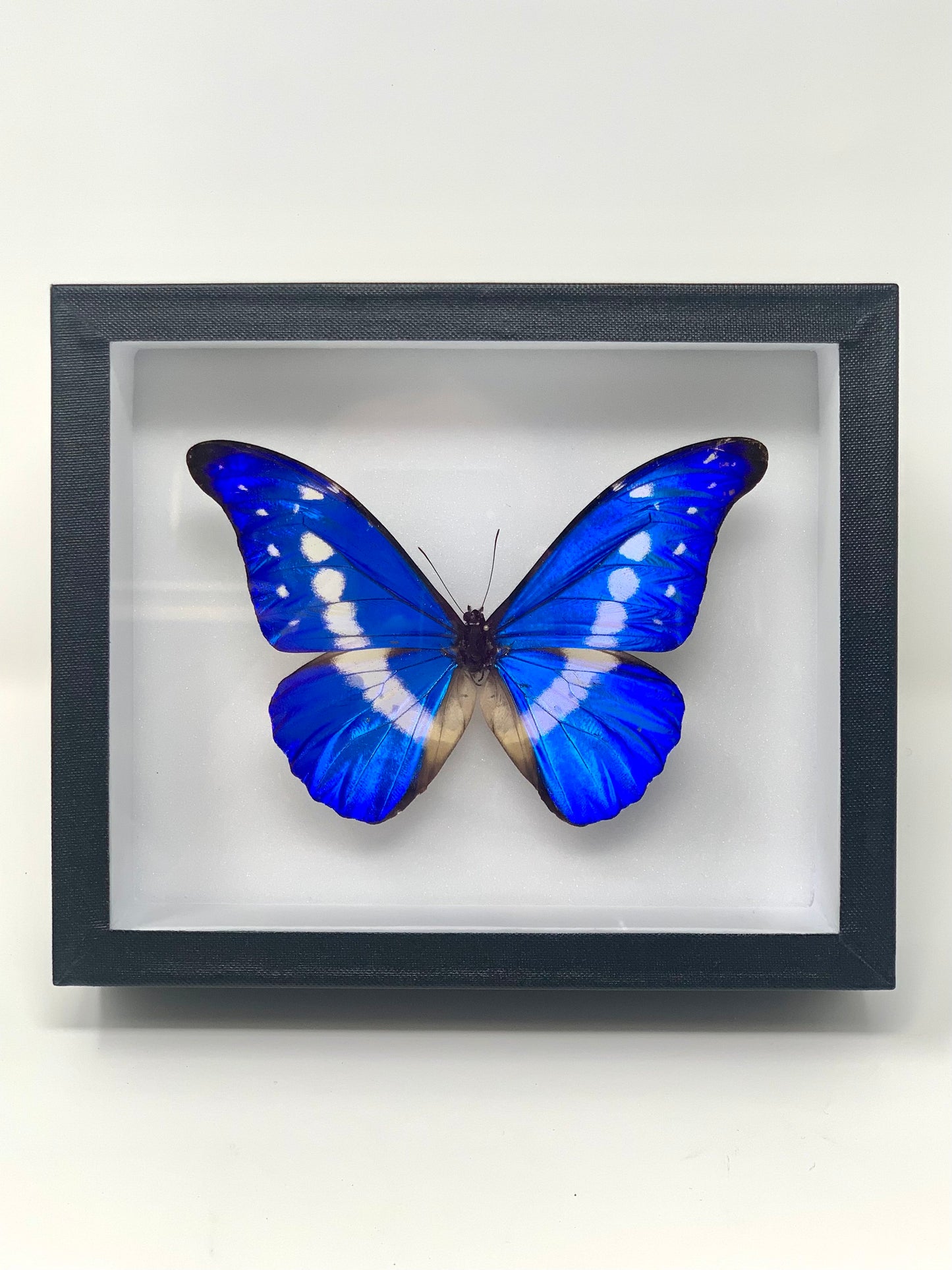Morpho Series - UC STUDIO
