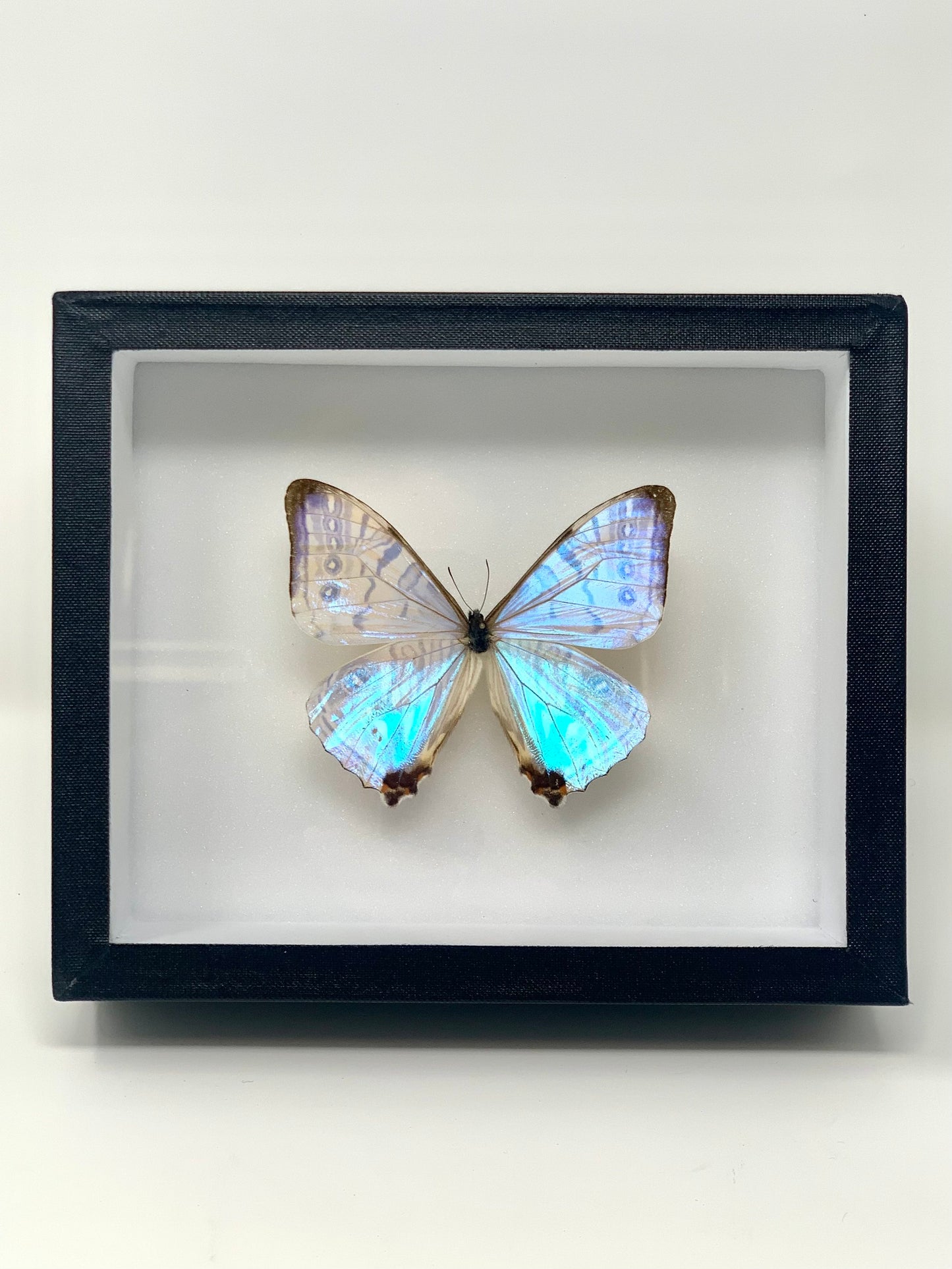 Morpho Series - UC STUDIO