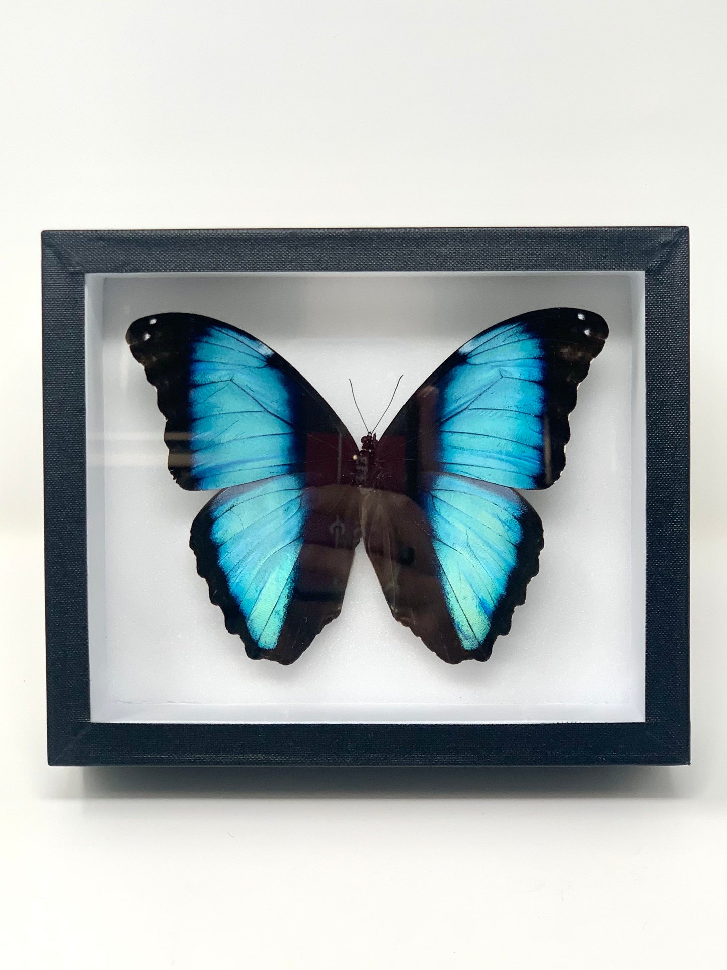 Morpho Series - UC STUDIO