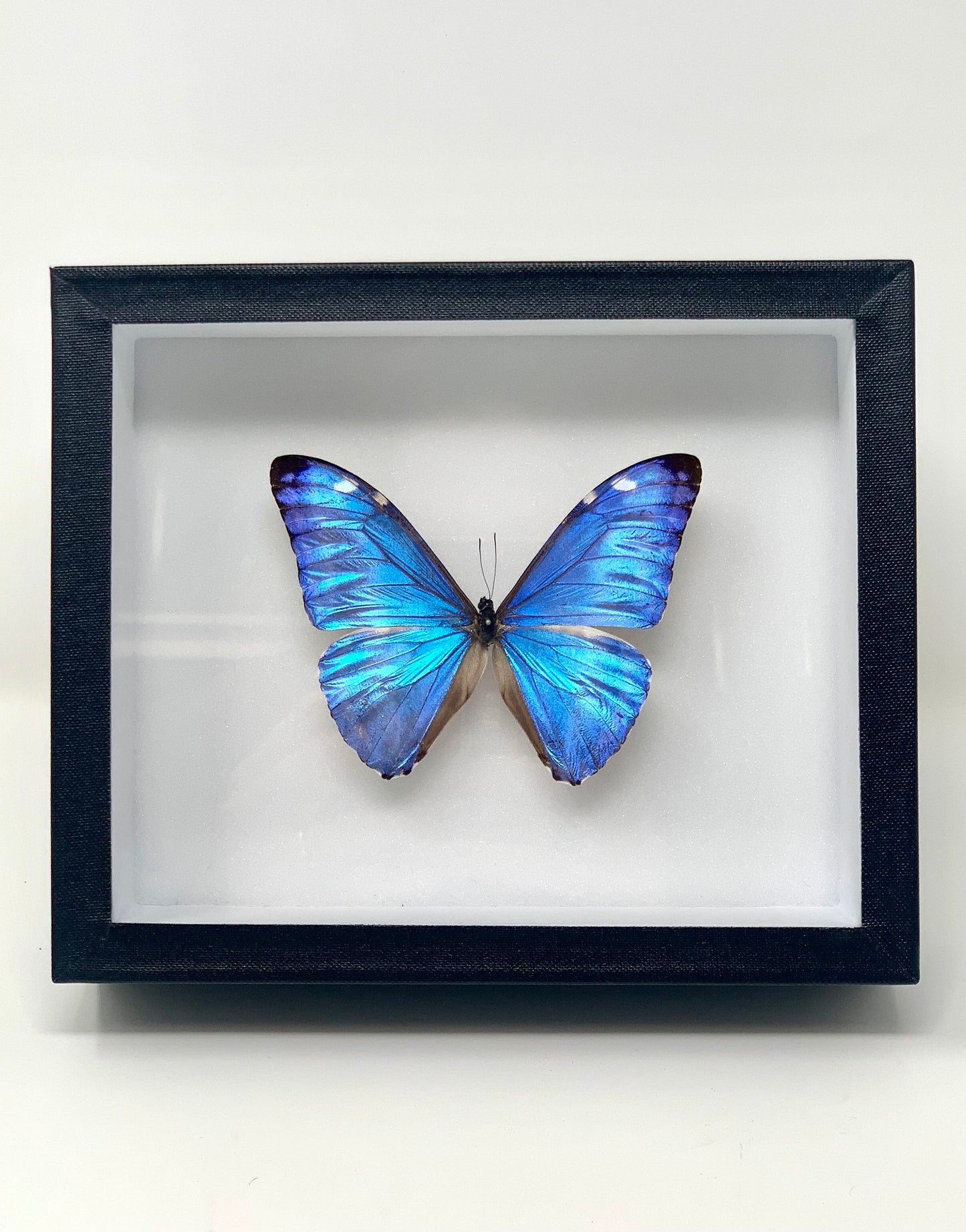 Morpho Series - UC STUDIO